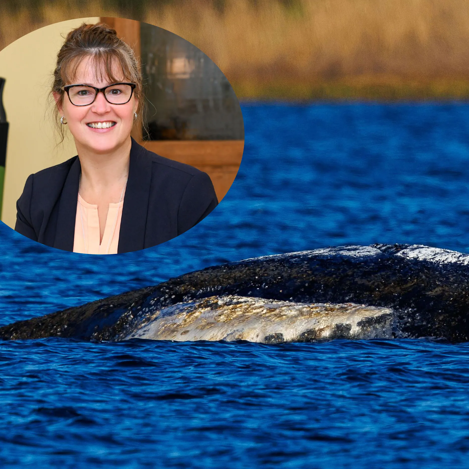 Wal Timmy: Psychologin erklärt warum Deutschland so emotional reagiert