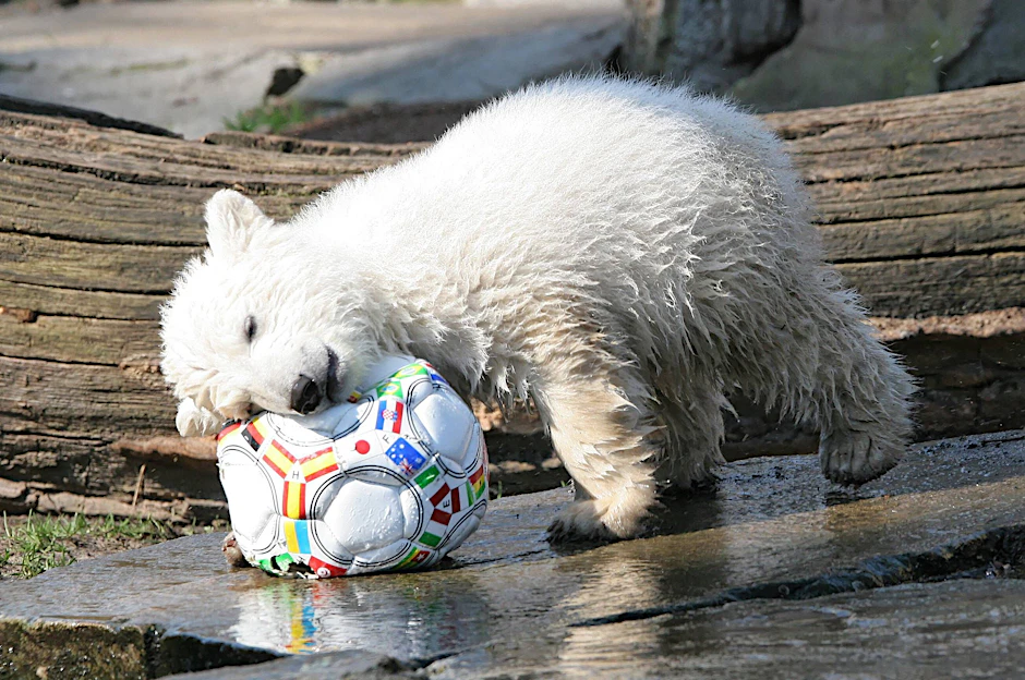 Wir lieben Tiere, wenn sie knuffig sind, so wie Eisbärchen Knut 2007.
