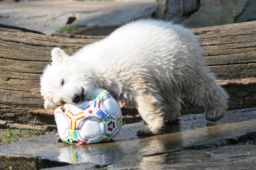 Totgeliebt: Warum mich der Wal Timmy an den Eisbären Knut erinnert