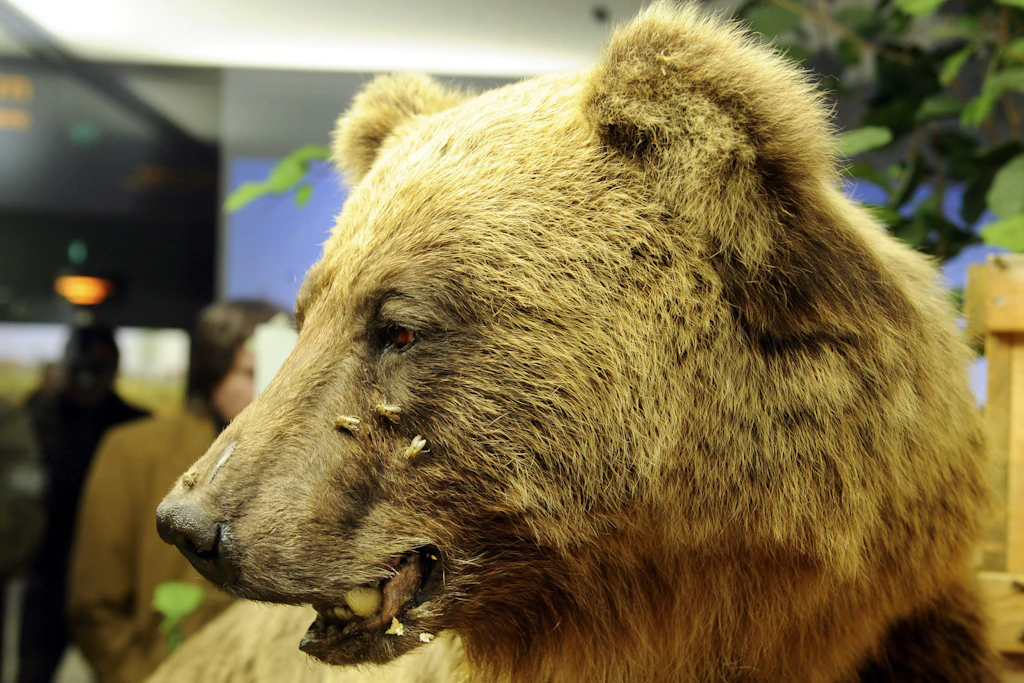Der ausgestopfte Braunbär Bruno wird im Museum Mensch und Natur vorgestellt.