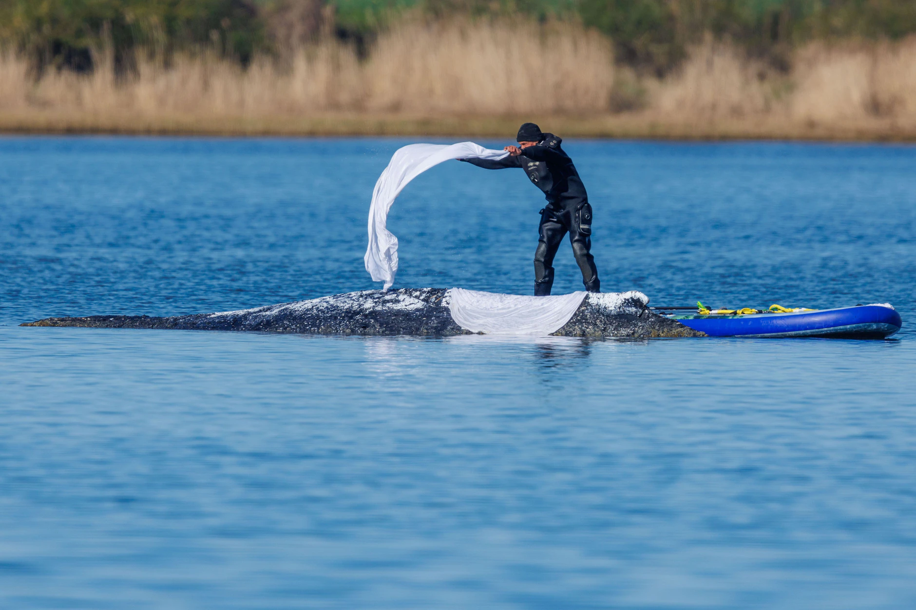 Ein Helfer bedeckt Wal Timmy mit einem Tuch zum Schutz vor der Sonne – Tausende verfolgen <a href="https://www.berliner-kurier.de/panorama/rettungsaktion-fuer-wal-timmy-ein-spiegel-der-doppelmoral-li.10030759"></a><a href="https://www.berliner-kurier.de/panorama/wal-timmy-an-der-ostsee-wie-mit-seinem-schicksal-geld-verdient-wird-li.10030717"></a><a href="https://www.berliner-kurier.de/panorama/wal-timmy-an-der-ostsee-wie-mit-seinem-schicksal-geld-verdient-wird-li.10030717"></a><a href="https://www.berliner-kurier.de/panorama/wal-timmy-an-der-ostsee-wie-mit-seinem-schicksal-geld-verdient-wird-li.10030717">die Rettungsaktion vor der Insel Poel</a> im Livestream.