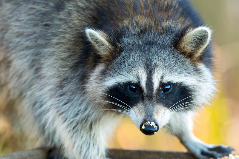 Premiere in Weimar: Kochkurs für Waschbären lockt Jäger aus ganz Thüringen