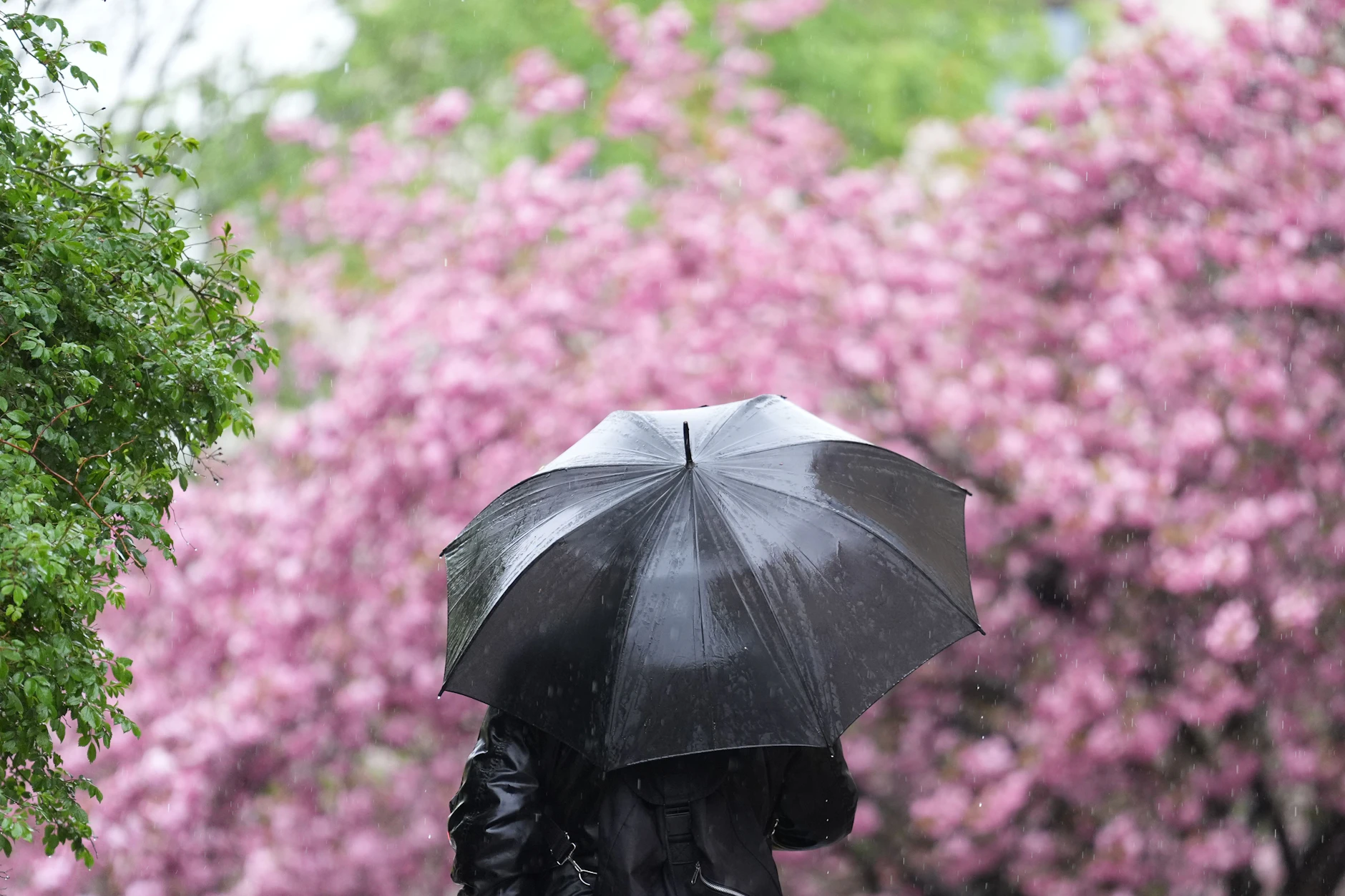 Frühling 2026, Symbolbild: Der Frühling ist da, nur das Wetter will zeitweise überhaupt nicht dazu passen.