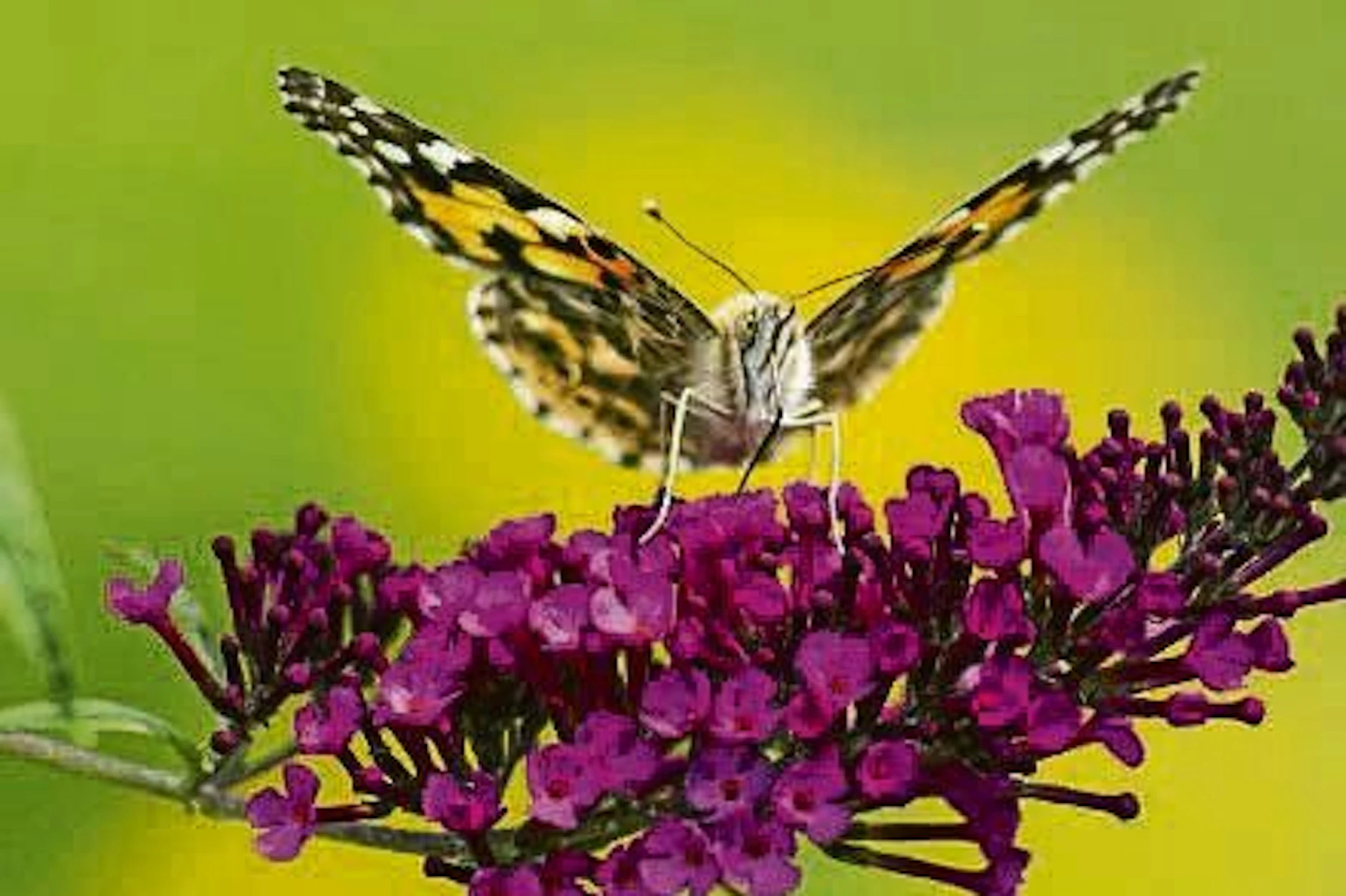 Kommt EU-Verbot für Sommerflieder? Das sind die Alternativen für das Blühwunder