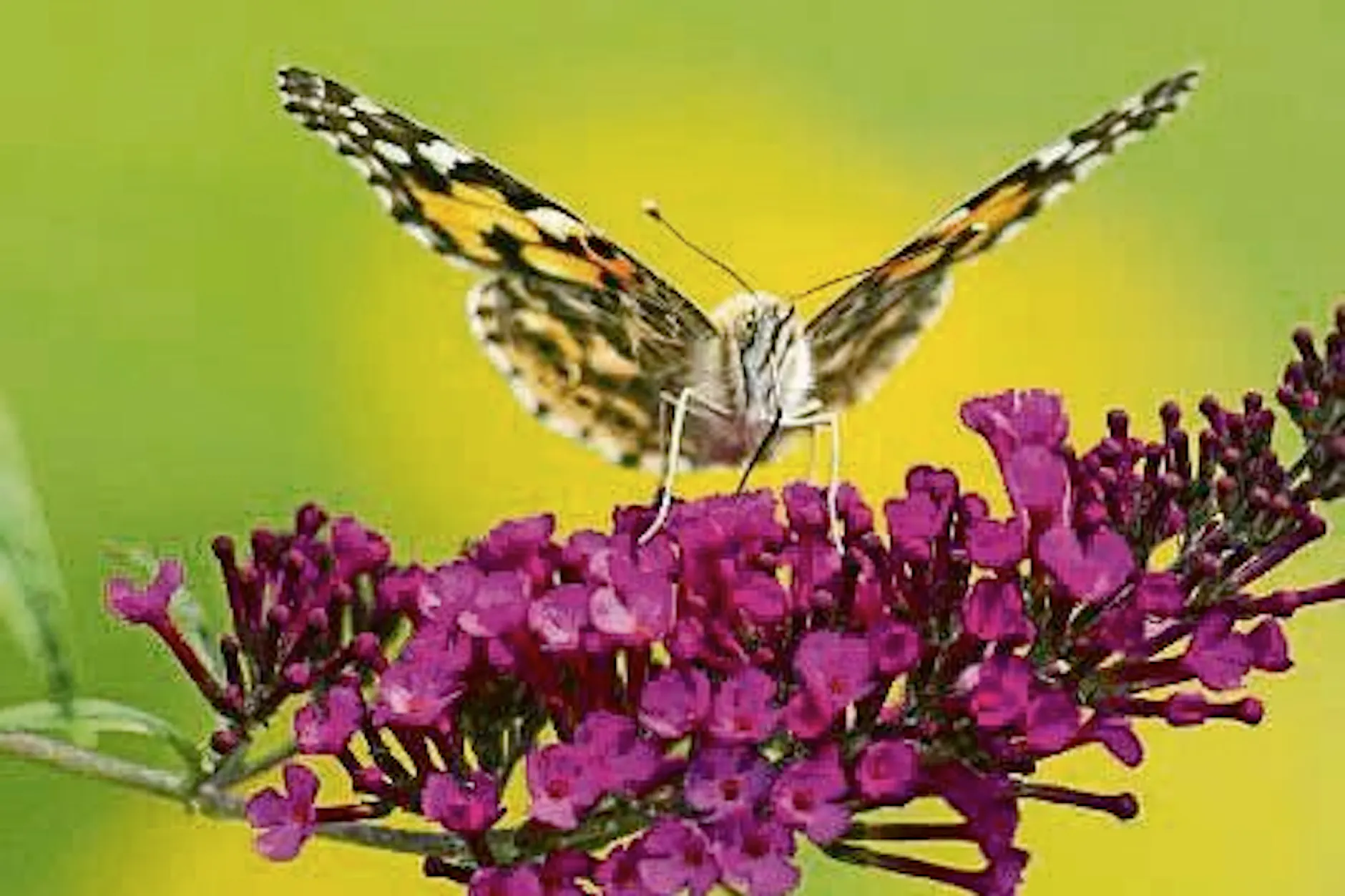 Kommt EU-Verbot für Sommerflieder? Das sind die Alternativen für das Blühwunder