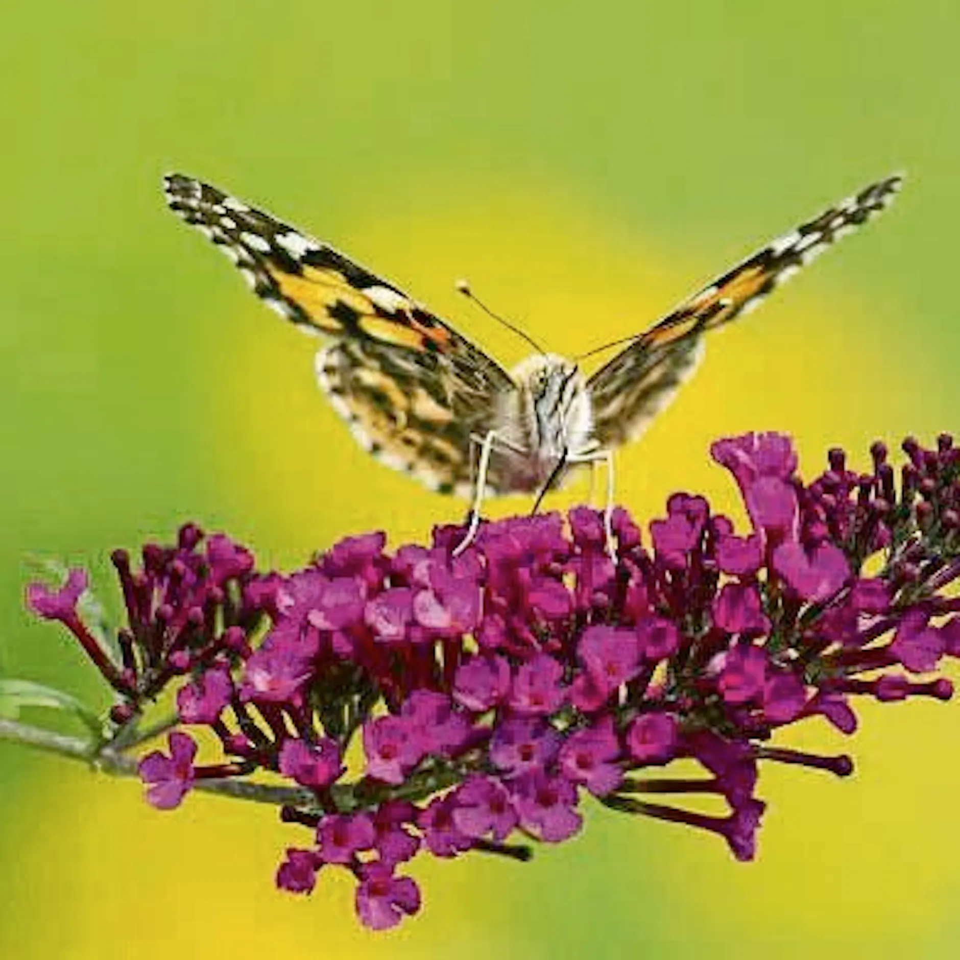 Kommt EU-Verbot für Sommerflieder? Das sind die Alternativen für das Blühwunder