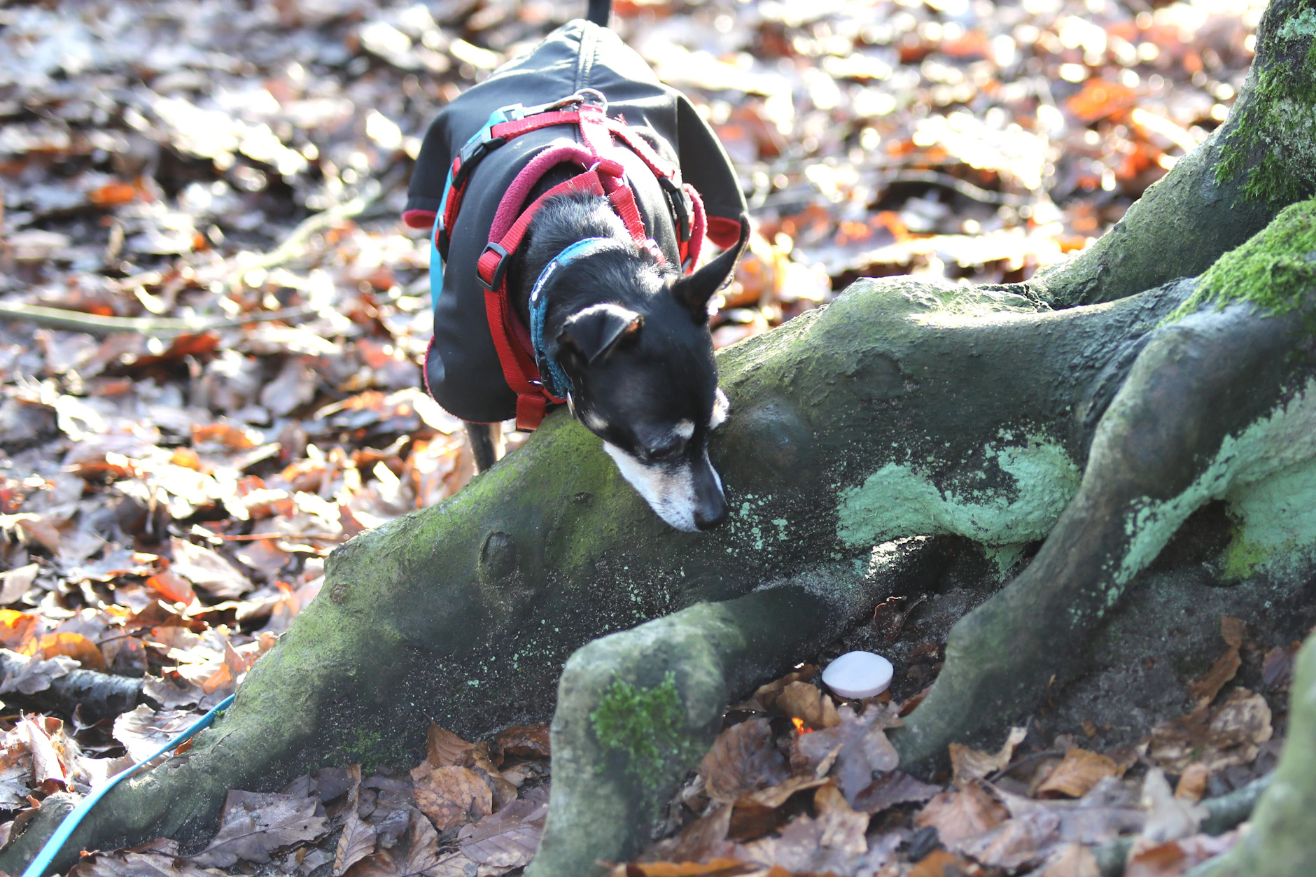 Hunde schnüffeln gerne an Baumstämmen. Oder sie markieren dort ihr Revier. Weißes Pulver ist an solchen Stellen besonders verdächtig. (Symbolfoto)