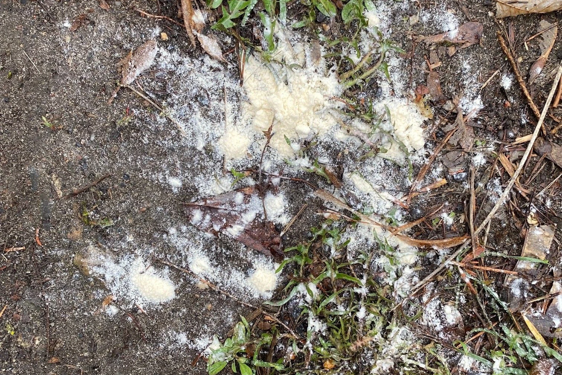 Dieses weiße Pulver wurde an einen Baumstamm in Berlin gefunden.