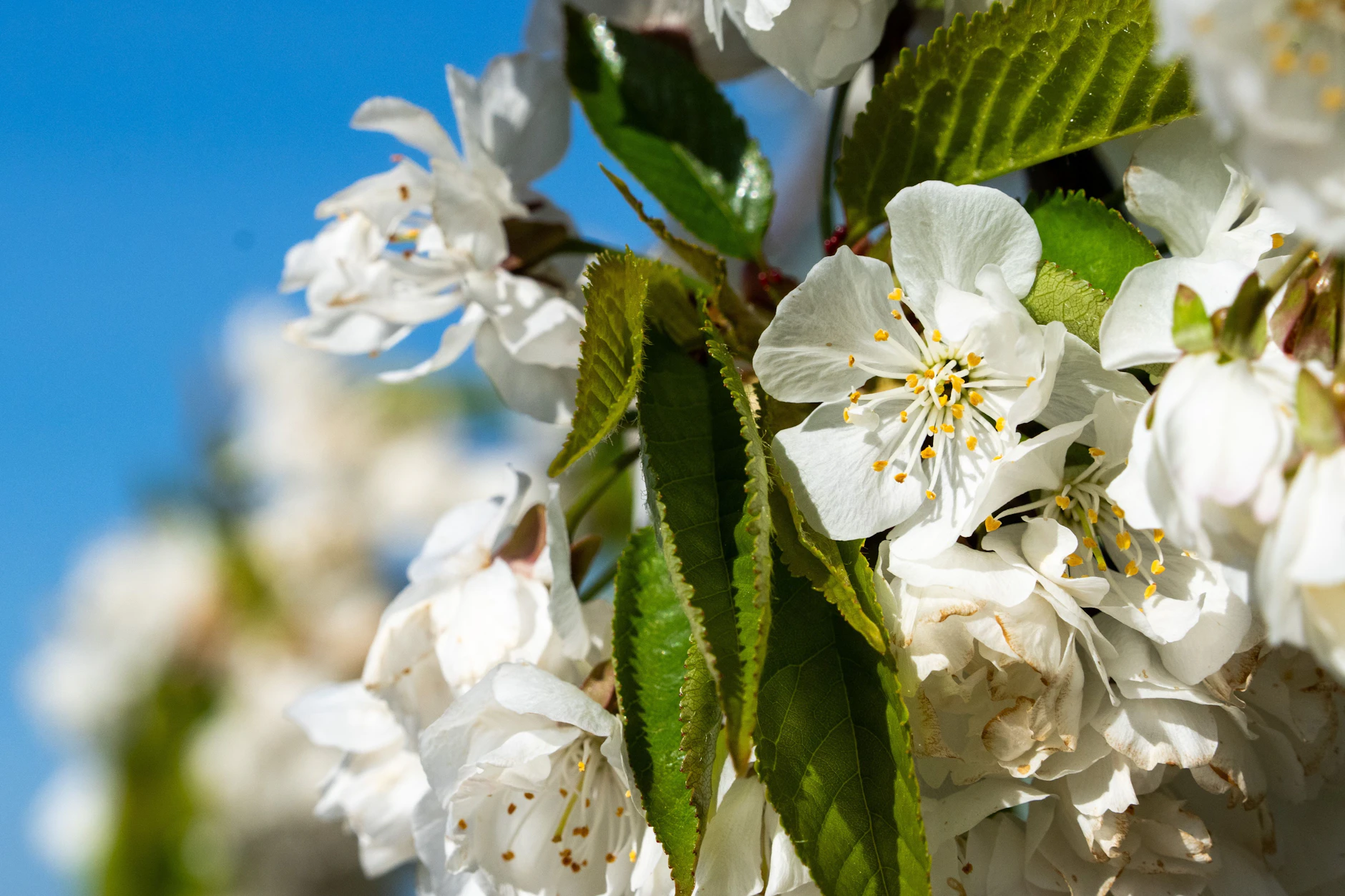 Für die Obstblüte wäre ein neuer Wintereinbruch verheerend. Gärtner müssen deshalb darauf hoffen, dass die Rückkehr der Kälte ausbleibt.