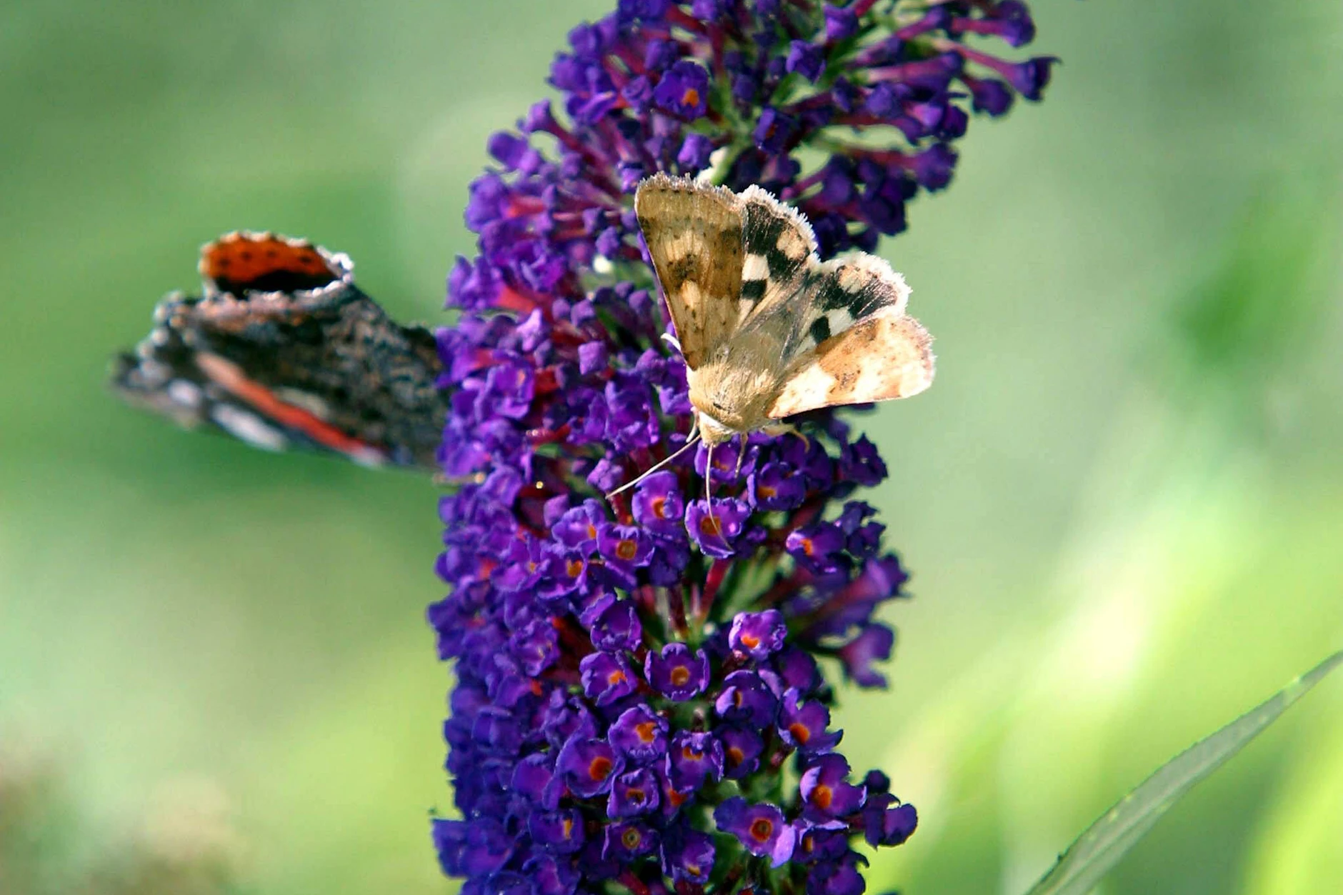 Bunte Falter umschwärmen eine Dolde des Sommerflieders. 