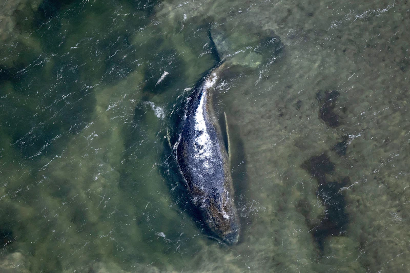 Timmy soll abgeschleppt werden! Wird der Wal das überleben?