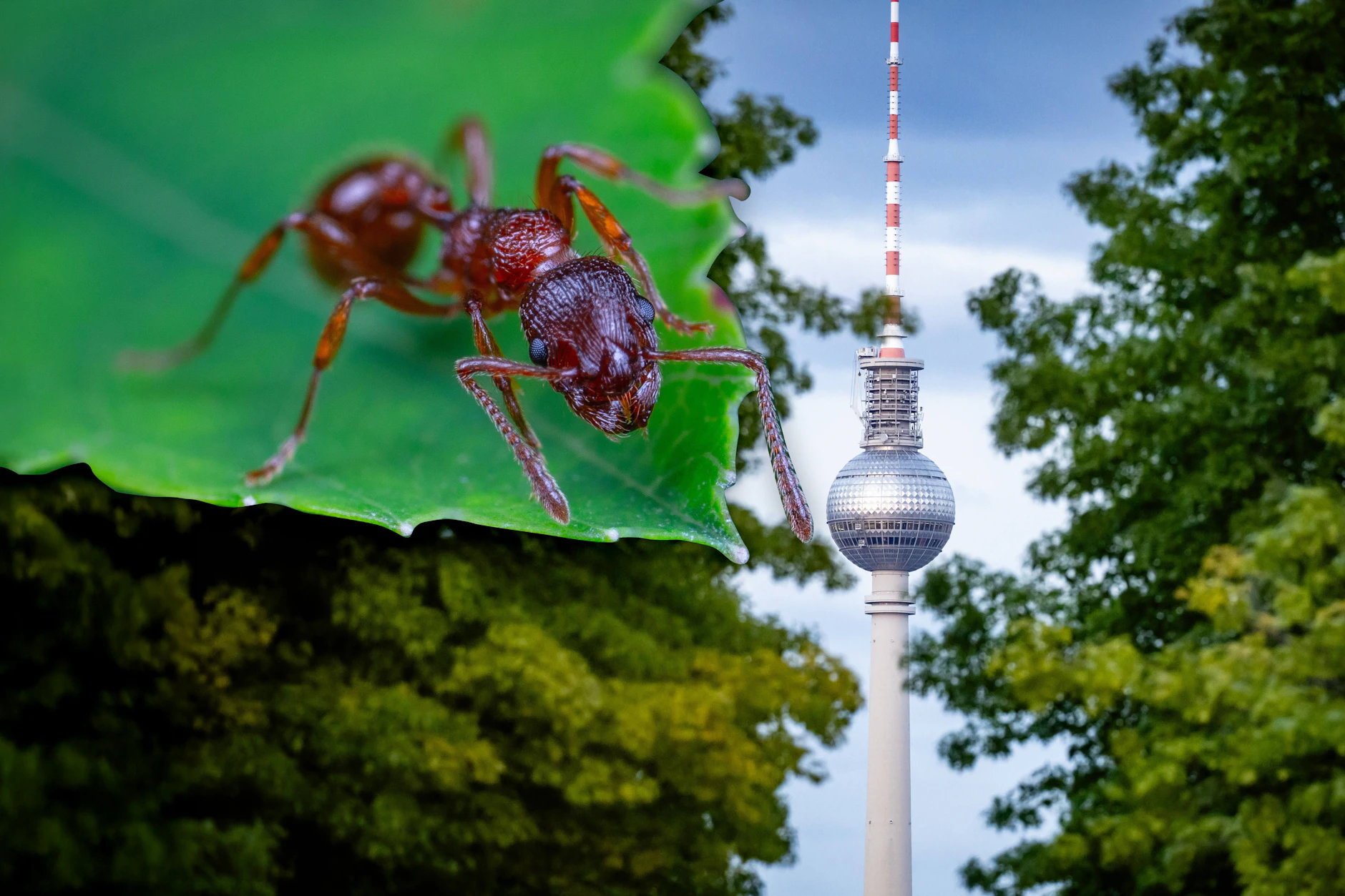 Ameisen (hier: eine rote Ameise) gibt es viele. Eine invasive Art breitet sich nun immer weiter in Deutschland aus.
