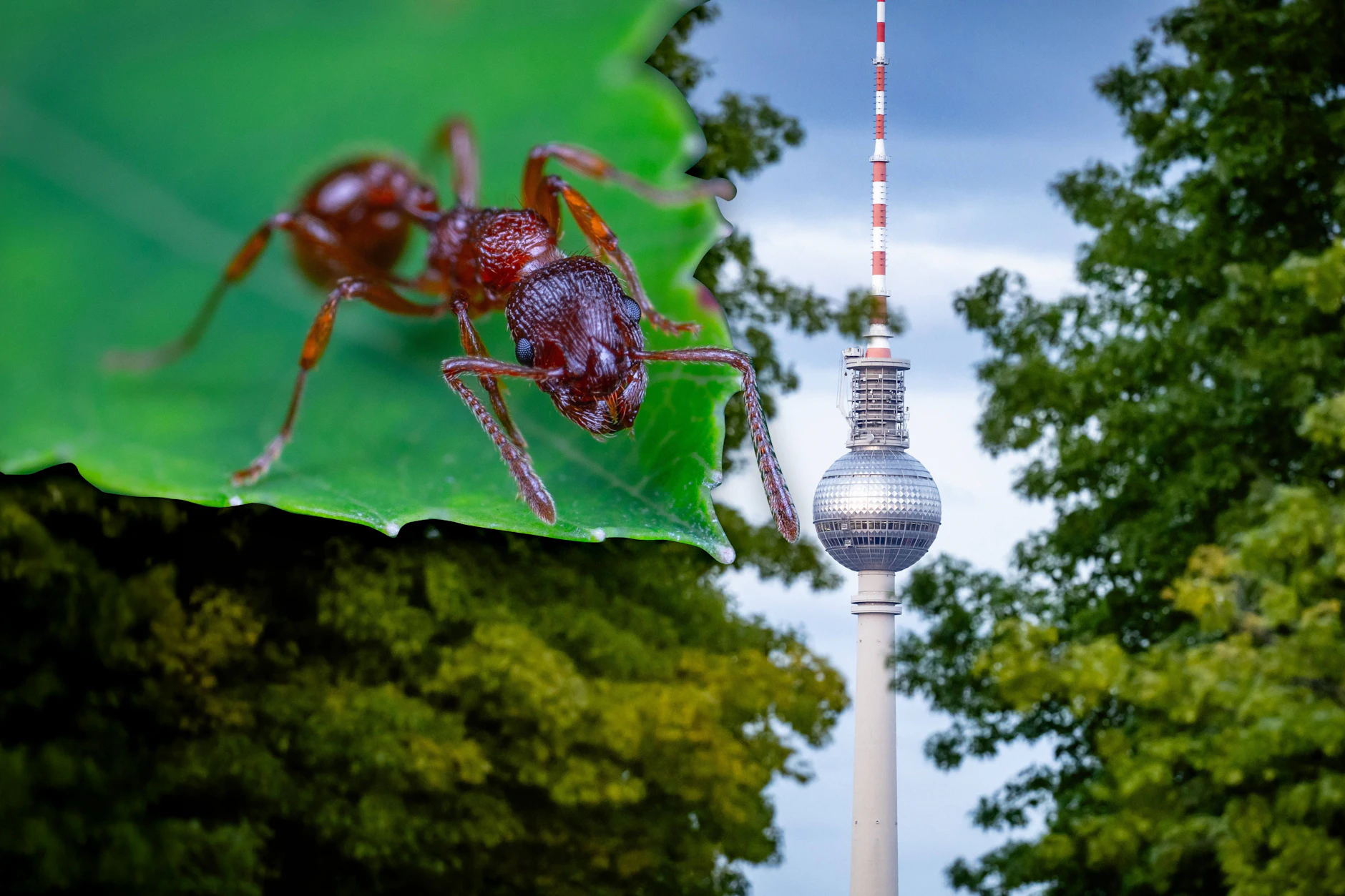 Stinke-Ameise fällt über Kinder her! Darum ist Berlin auch gefährdet