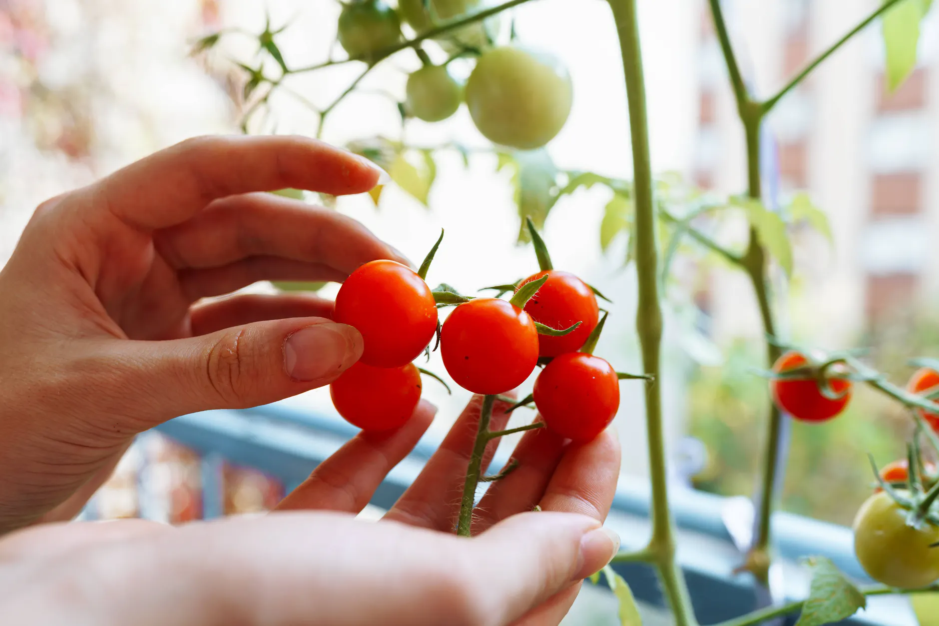 Eine Tomatenpflanze auf dem Balkon, an der man eigene Tomaten ernten kann: Darüber würden sich viele Berlinerinnen und Berliner freuen.
