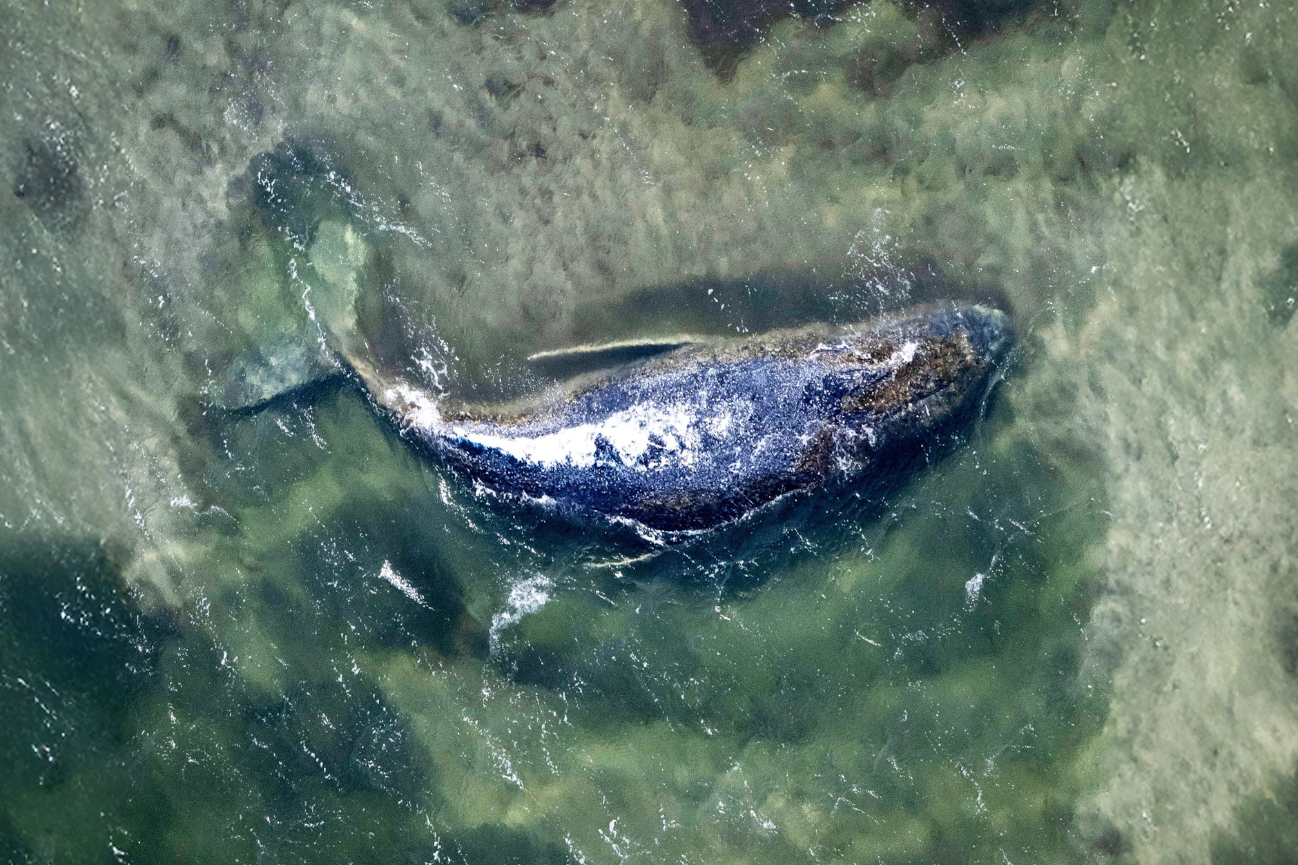 Timmy liegt noch immer in einer freigespülten Kuhle vor der Insel Poel. Am Dienstag oder Mittwoch soll ein weiterer Rettungsversuch unternommen werden.