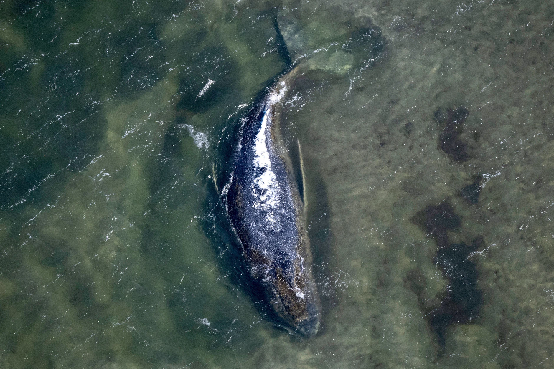 Der gestrandete Wal Timmy liegt noch immer auf einer Sandbank vor der Insel Poel.