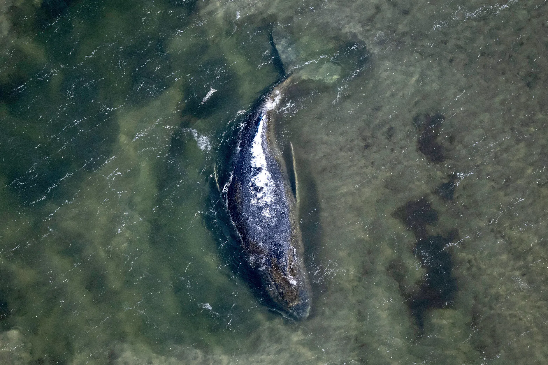 „Würde dort nicht schwimmen!“ Gestrandeter Wal lockt Haie an