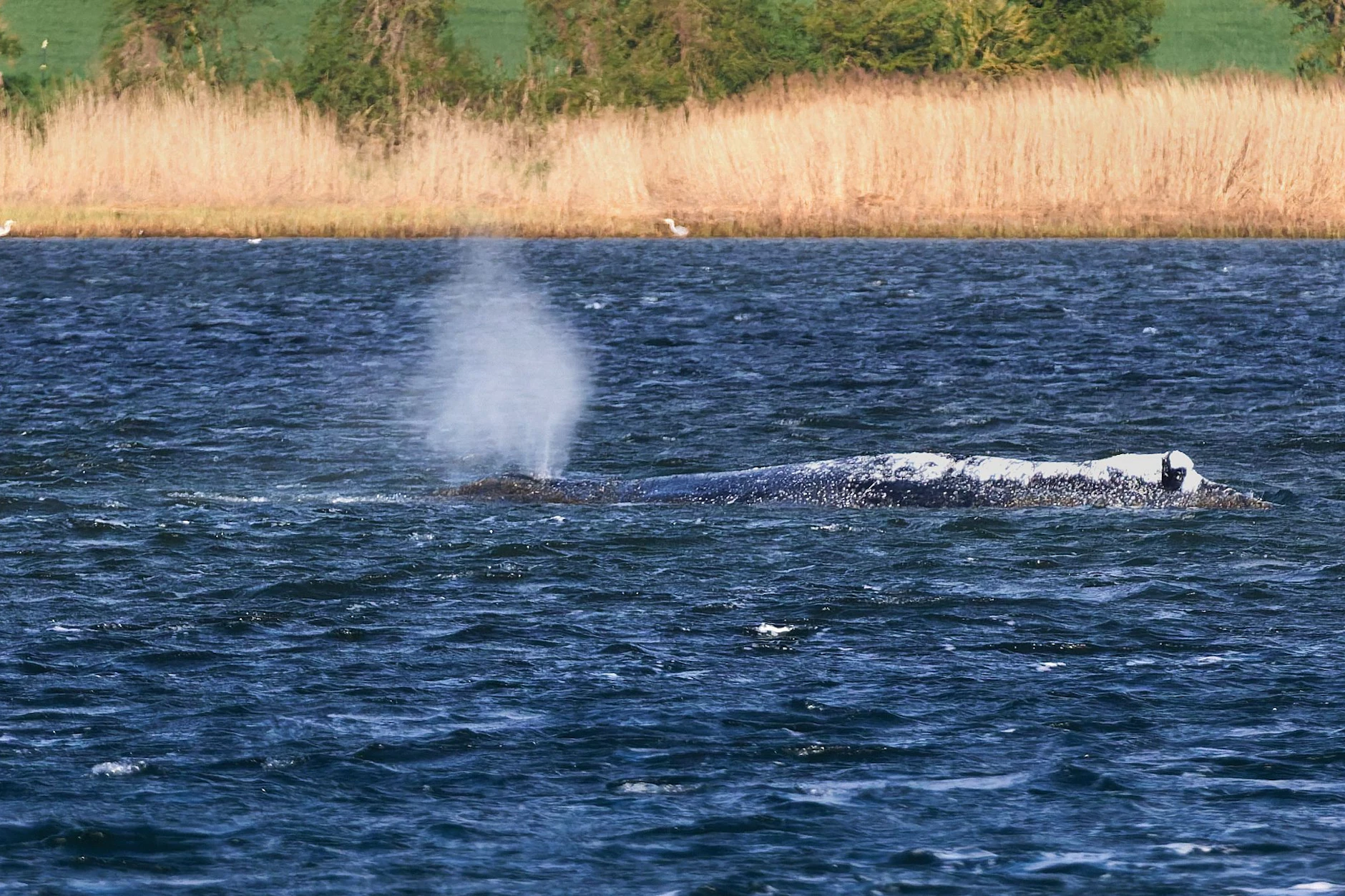 Der Buckelwal liegt vor der Insel Poel und bläst Atemluft aus.