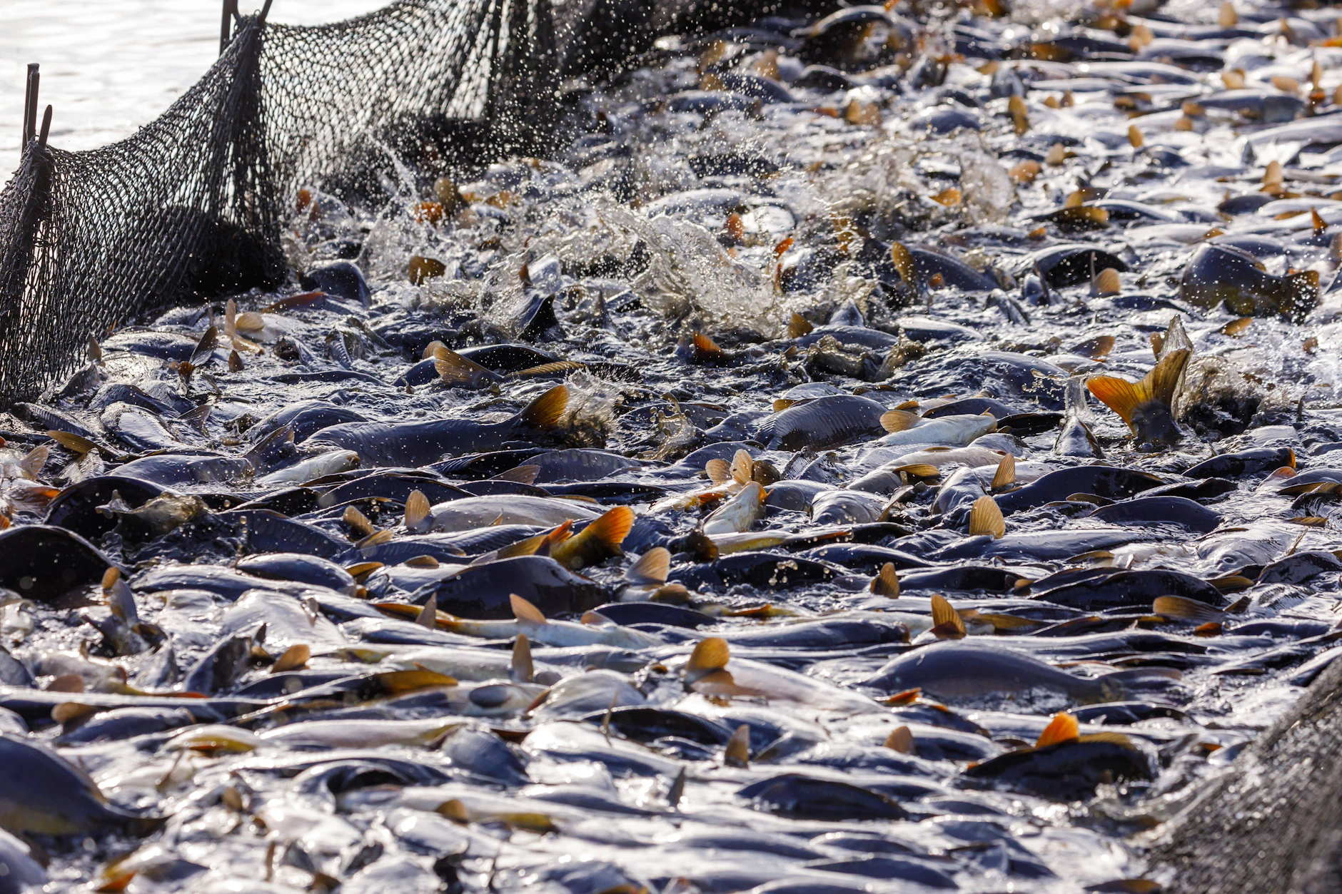 Die Fisch-Erträge gingen in den letzten Jahren in Brandenburg zurück.