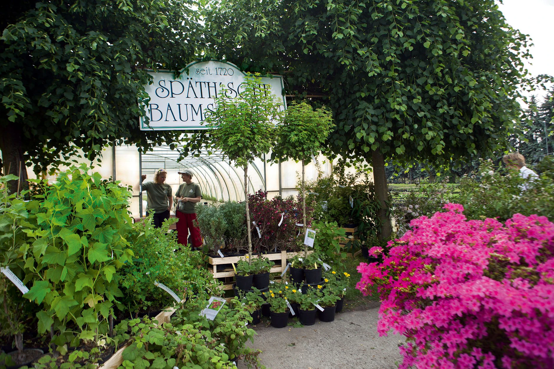 Aus den Späth'schen Baumschulen stammen etliche Pflanzen, die Berlin heute grüner machen.