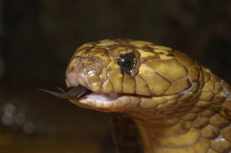 Schlangenbiss in Ägypten: Deutscher Tourist stirbt nach Show in Hurghada