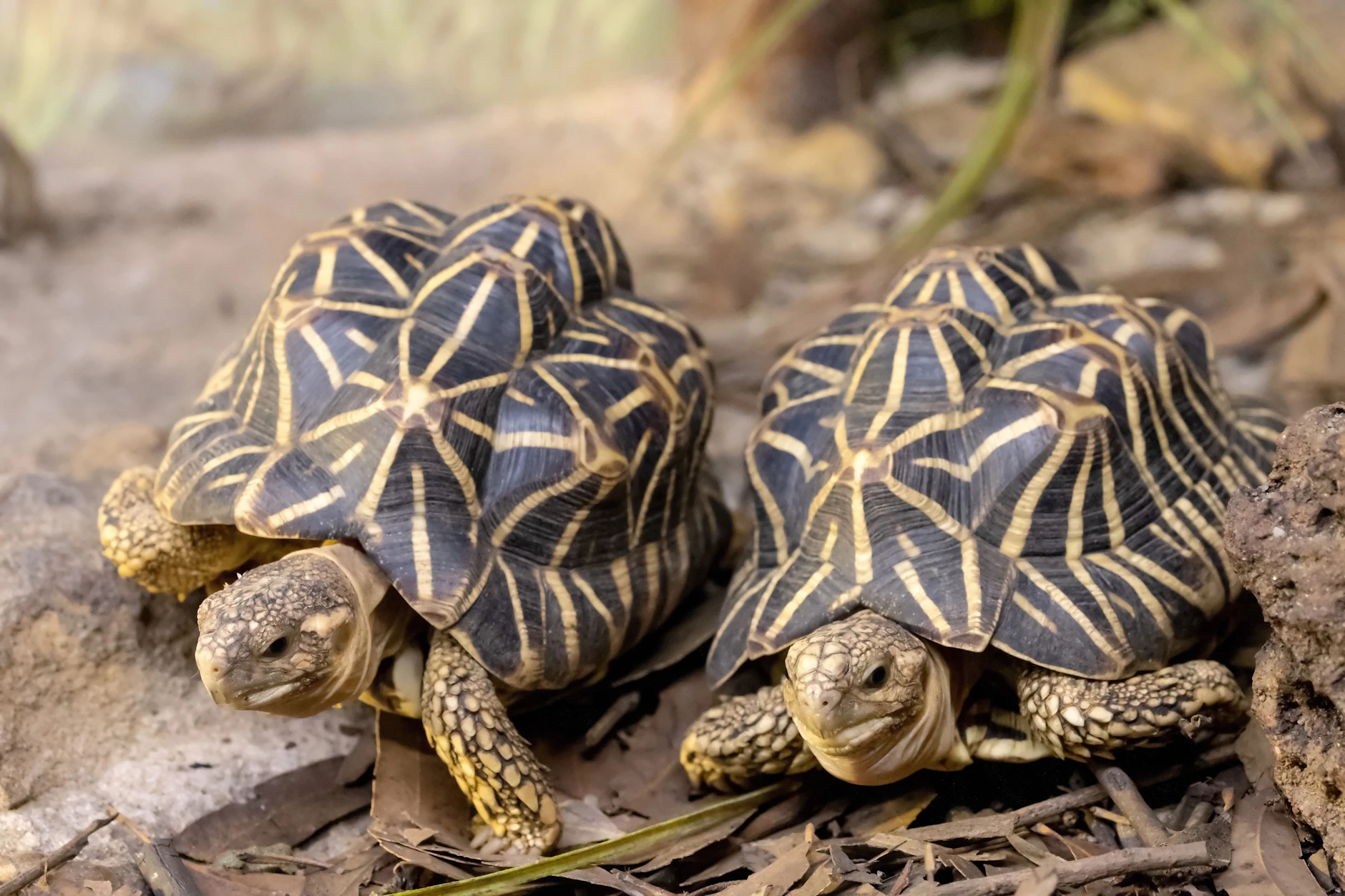 Die Indischen Sternschildkröten sind wegen ihrer auffälligen Panzerzeichnung im Haustierhandel sehr begehrt, was zu intensiver Wilderei führt.