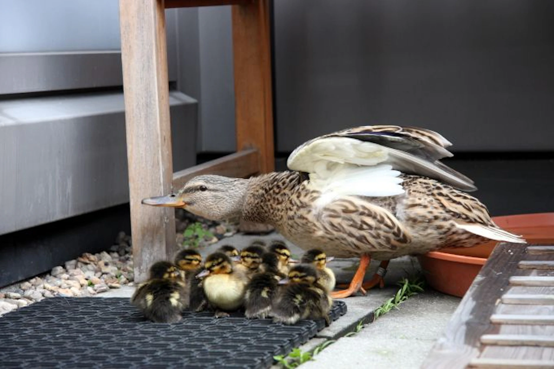 Stockenten  mit Küken auf einem Balkon, in Berlin ist das keine Seltenheit.