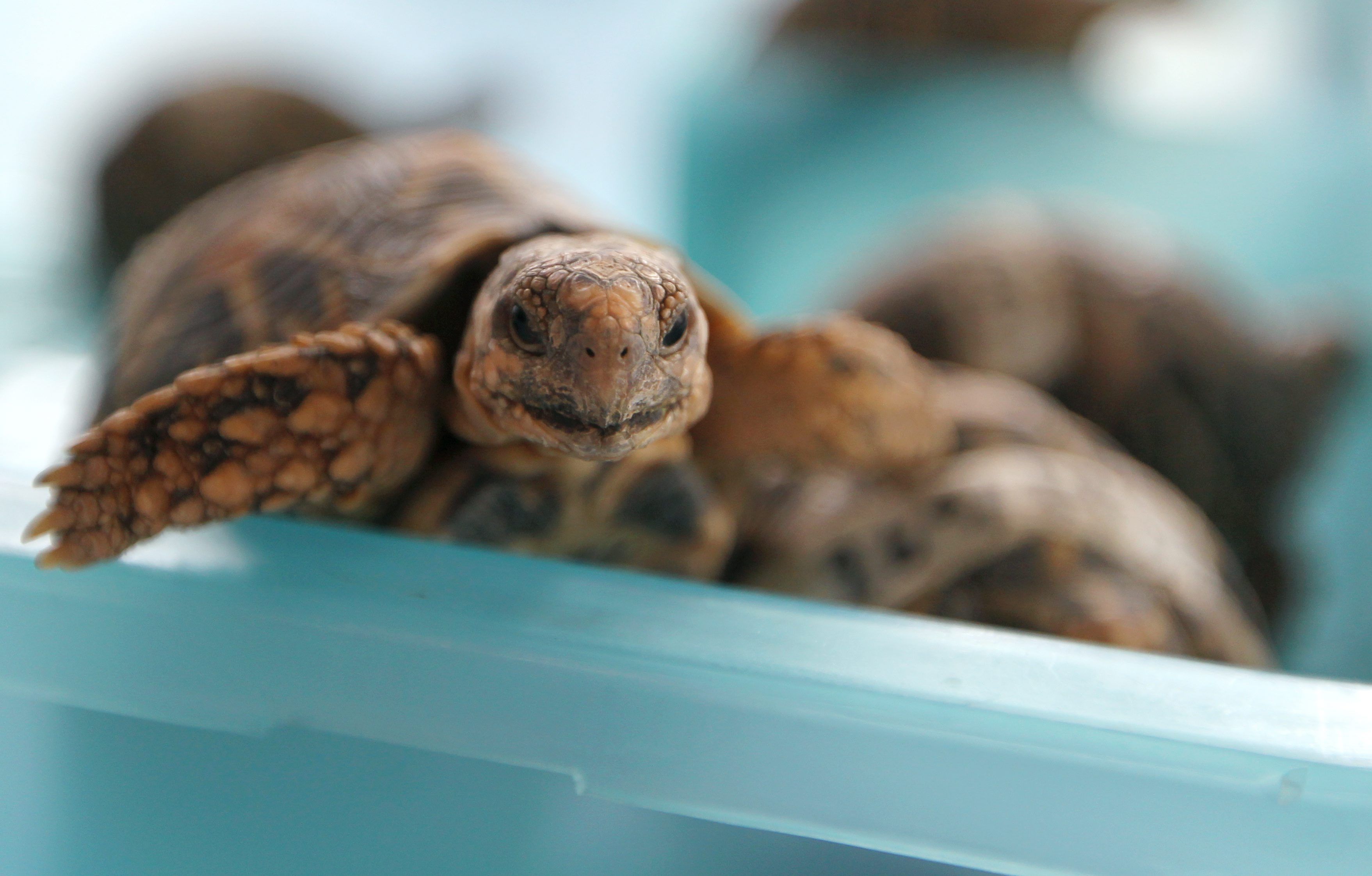 Image - Irrer Schmuggel-Fall! Frau hatte 30 lebende Schildkröten am Körper