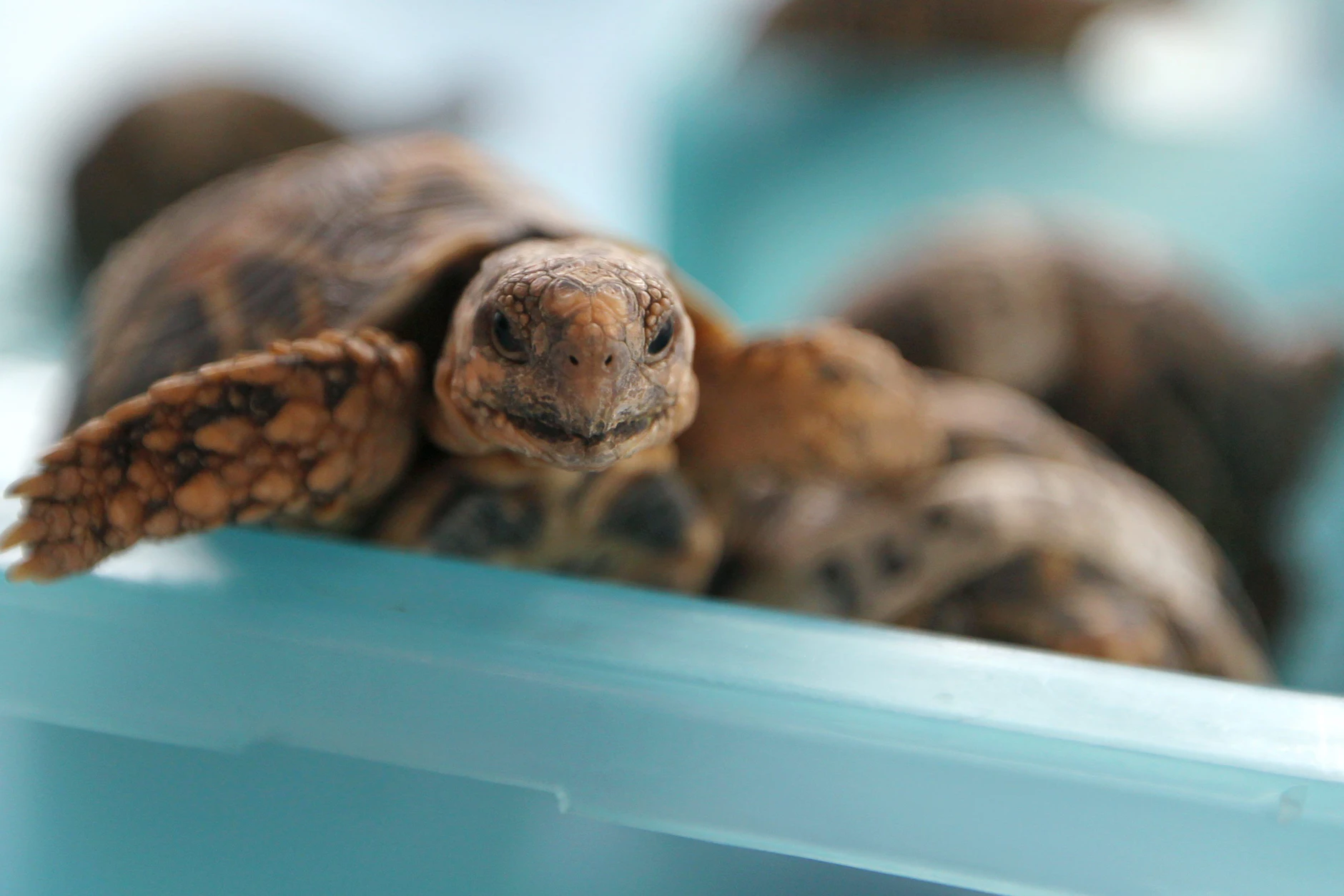 Indische Sternschildkröten, die früher vom Zoll in Bangkok beschlagnahmt wurde. Jetzt wurde eine Frau festgenommen, die 30 lebende Schildkröten am Körper versteckt hatte.