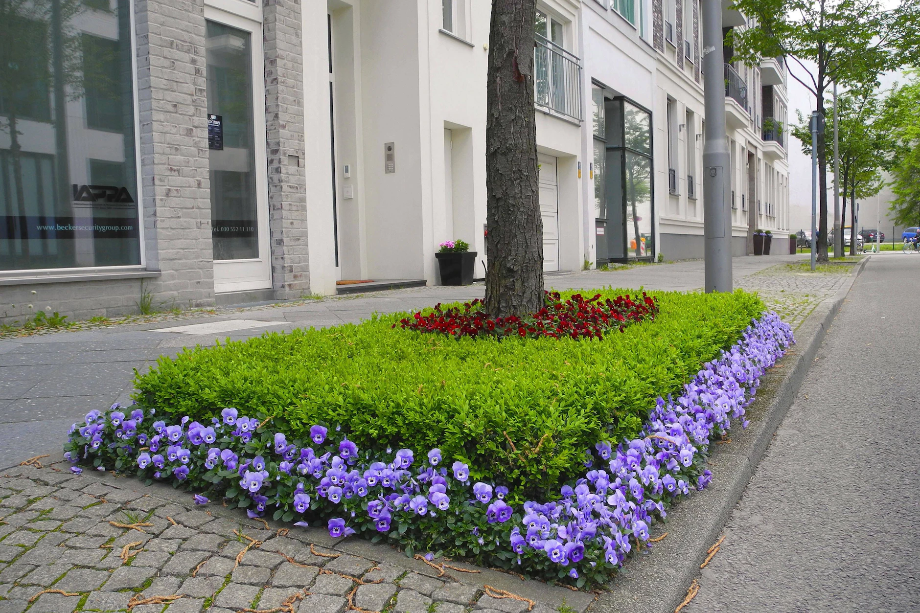 Hier waren wohl Profis am Werk? Akurat bepflanzte Baumscheibe in der kleinen Jägerstraße in Berlin Mitte in einem vergangenen Jahr. Es darf aber gern auch wilder und insektenfreundlicher ausgesät und gepflanzt werden.