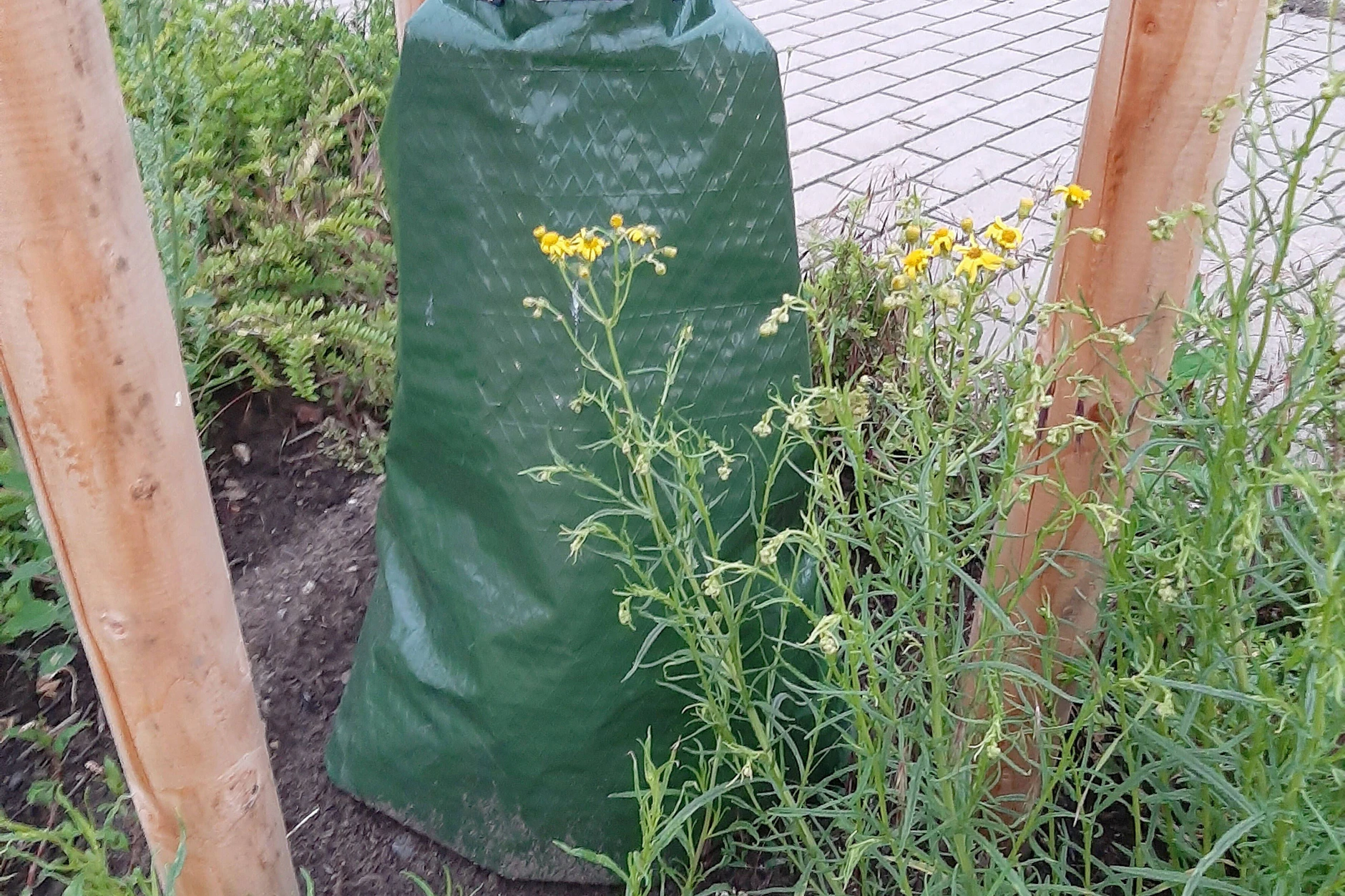Ein Bewässerungssack hilft einem jungen Stadtbaum, die trockenen Sommertage zu überstehen.