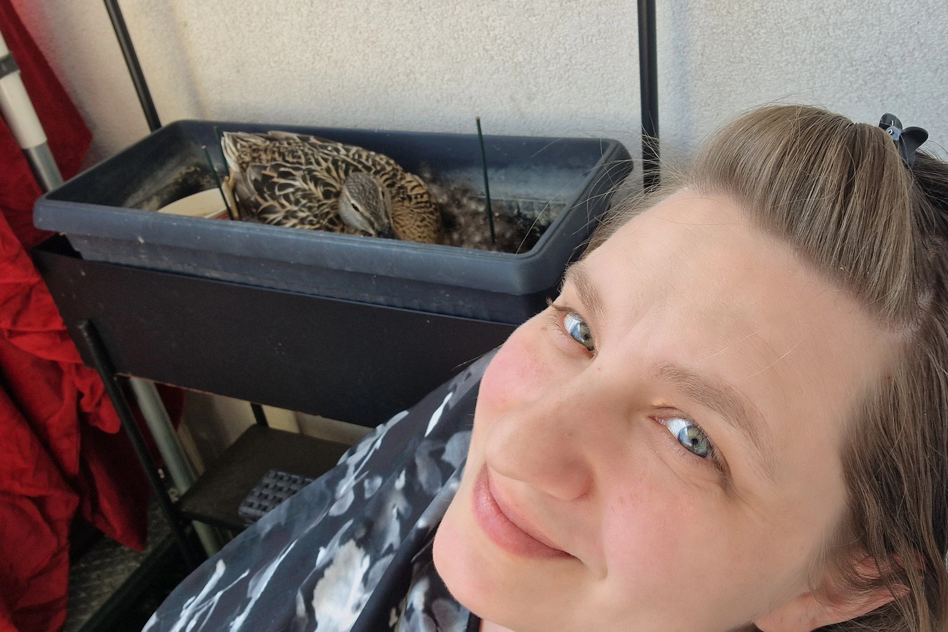 Auf dem Balkon von Judith im siebenten Stock in Köpenick hat sich eine Entenmama eingerichtet und Eier gelegt.