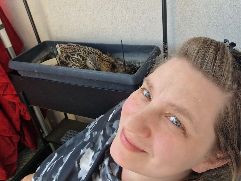Kükenalarm: Schon neun Enten-Eier im Balkon-Nest im siebenten Stock in Köpenick