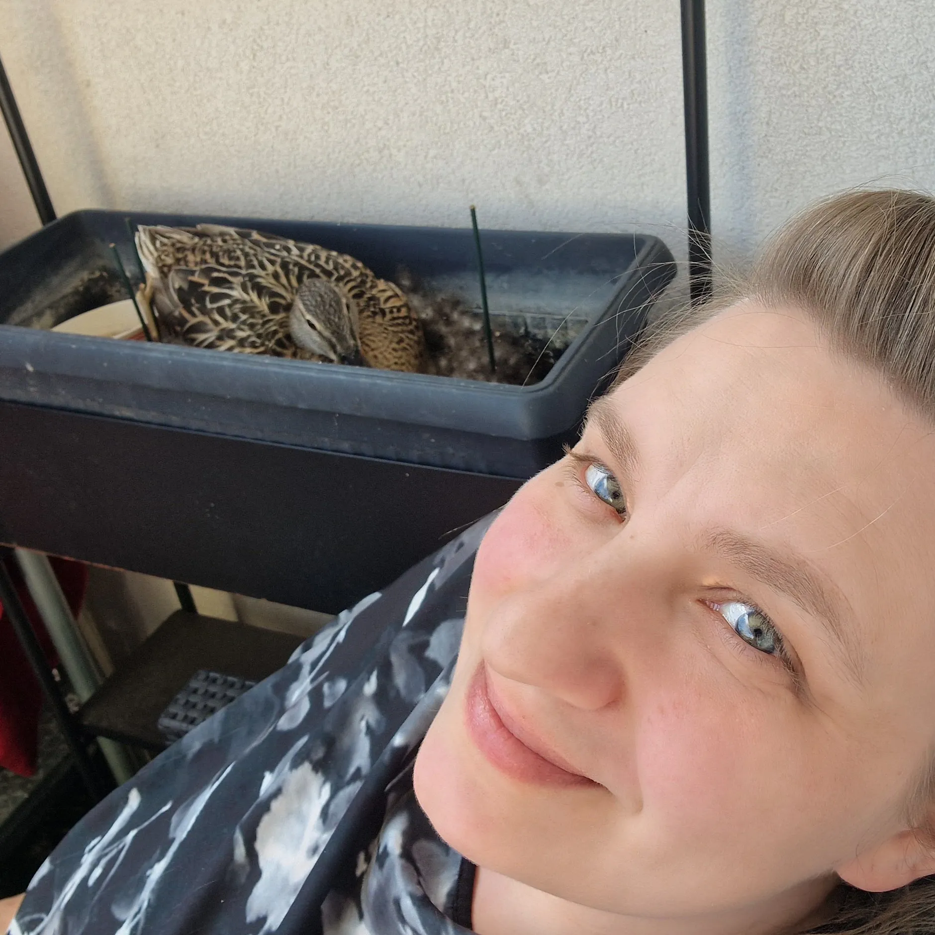 Image - Eine Ente findet ihr Zuhause auf Judiths Köpenicker Balkon: Wie endet das?