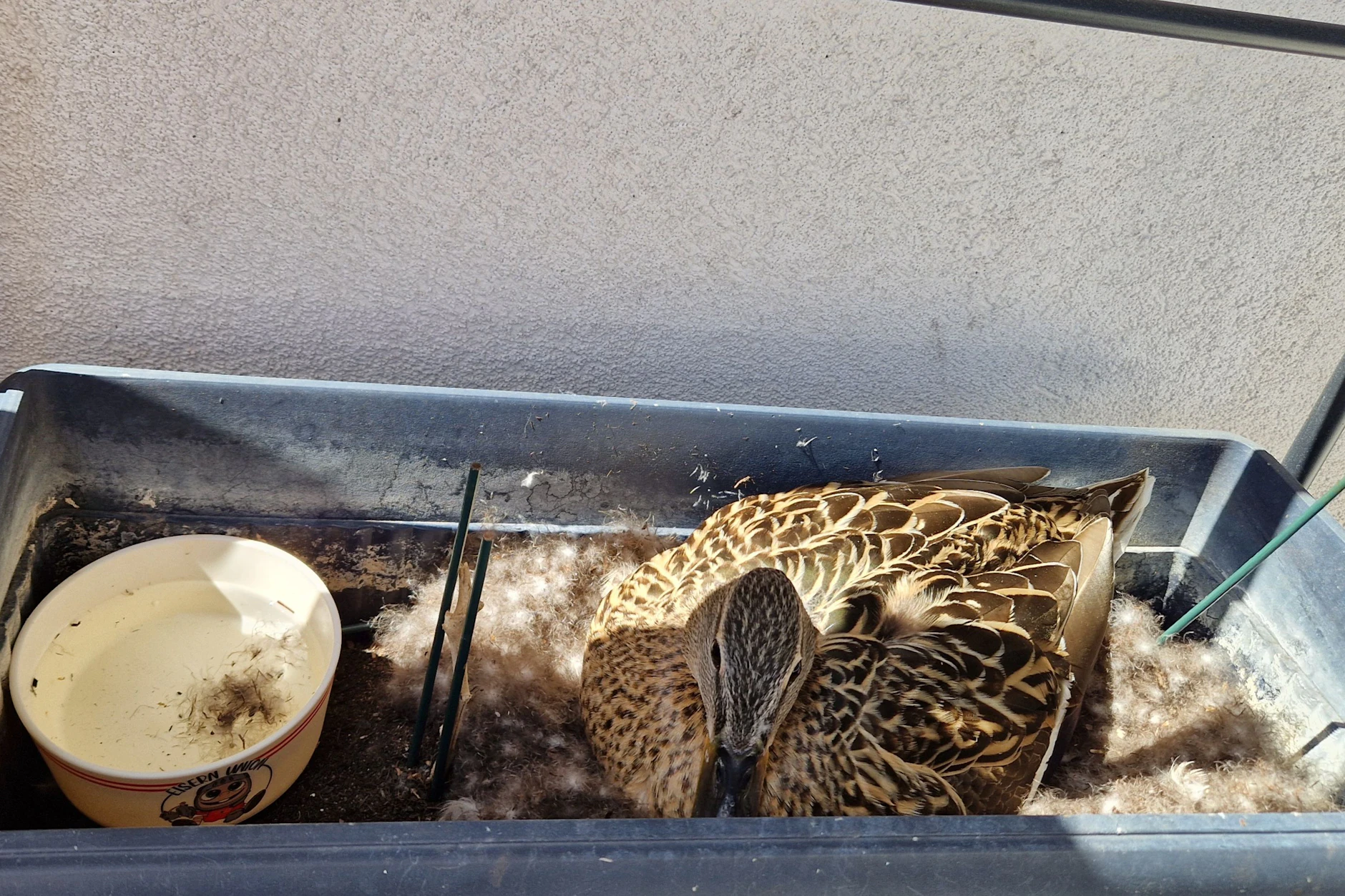 Die Ente brütet mittlerweile acht bis neun Eier aus.