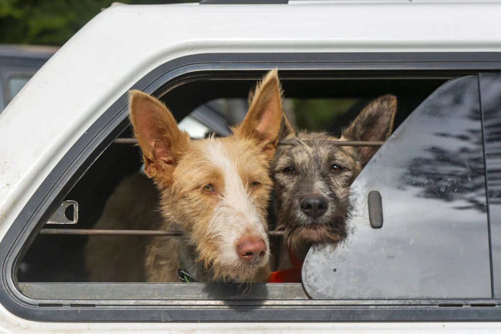 Reisen mit Hund ist beliebt – aber seit April 2026 gelten <a href="https://www.berliner-kurier.de/panorama/kroatien-urlaub-2026-diese-neuen-regeln-gelten-ab-juni-li.10032184">neue EU-Regeln, die Tierbesitzer kennen sollten</a>.