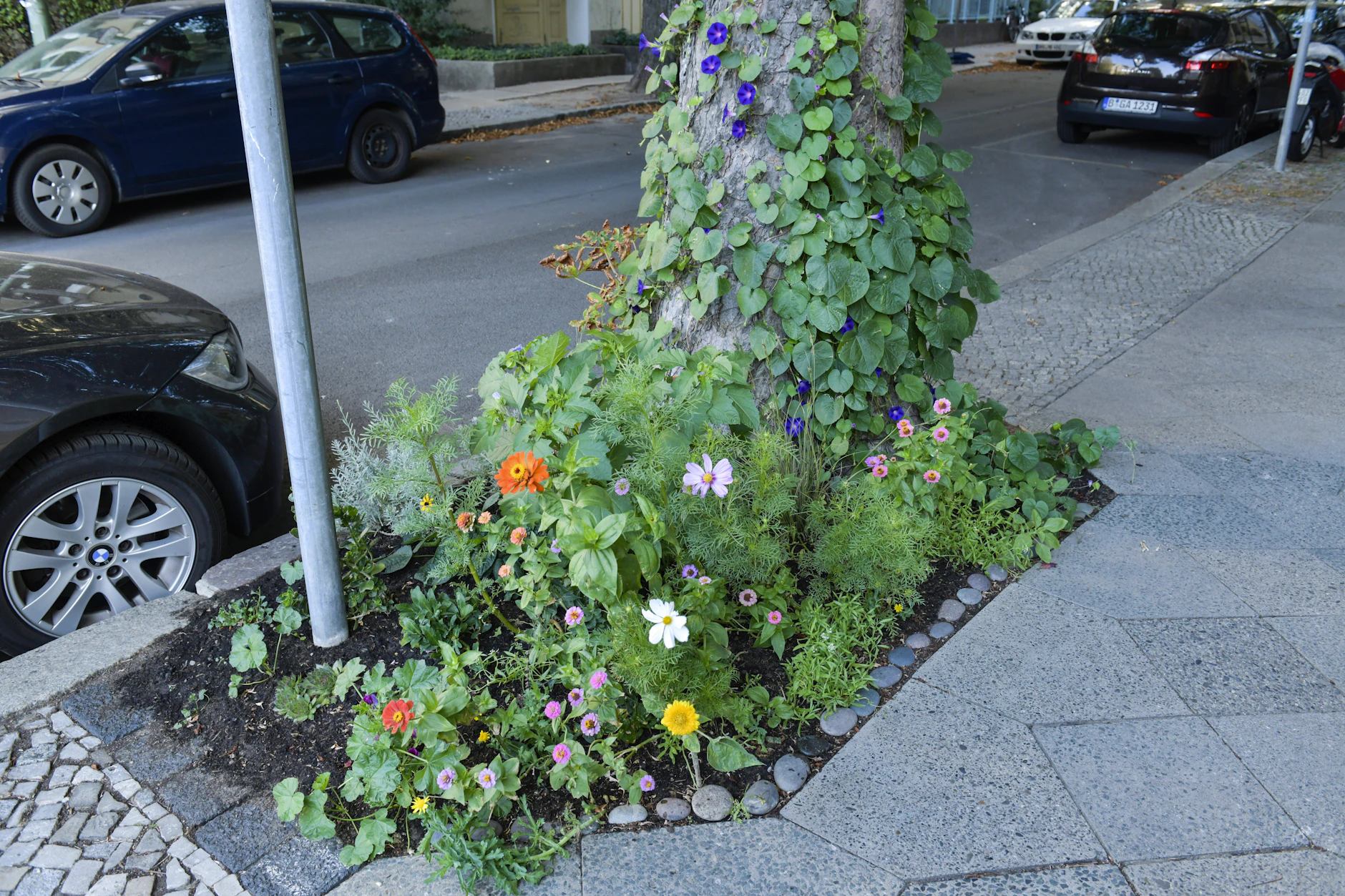 Eine bepflanzte Baumscheibe in Berlin Schöneberg.
