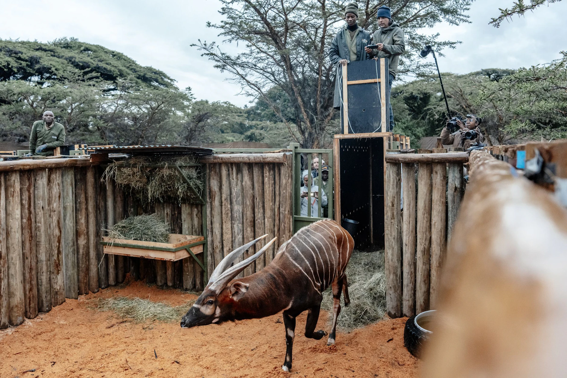 Vom Zoo Berlin nach Afrika: Bergbongo Kundu ist in seiner neuen Heimat angekommen.