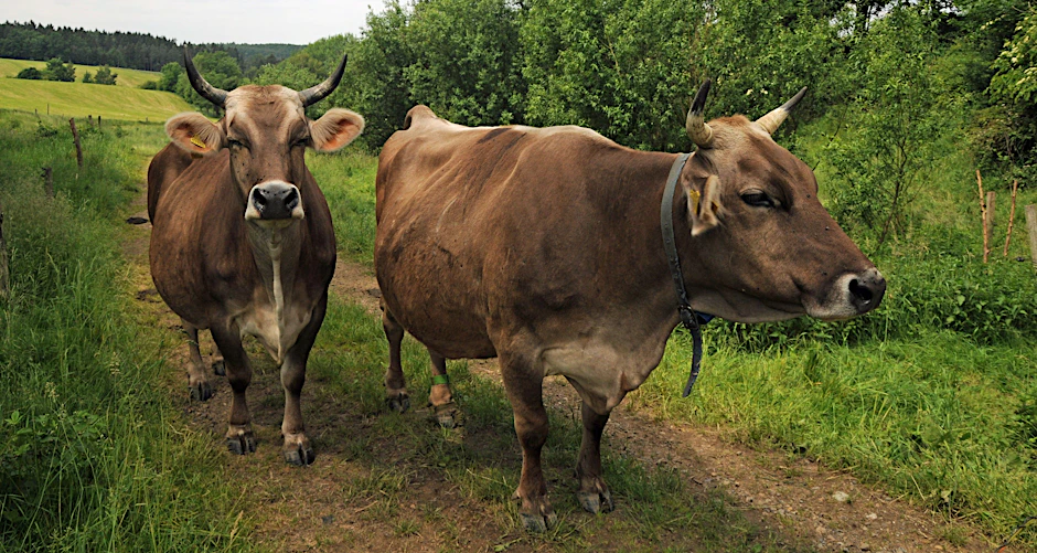 Problematisch wird’s, wenn das Verständnis für die Zusammenhänge zwischen Tierhaltung und Landbewirtschaftung fehlt.