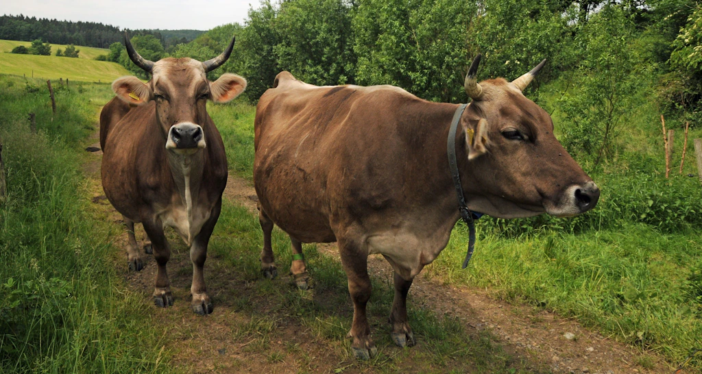Vegan ist Trend – doch ohne Tiere fehlt dem Land das Gleichgewicht
