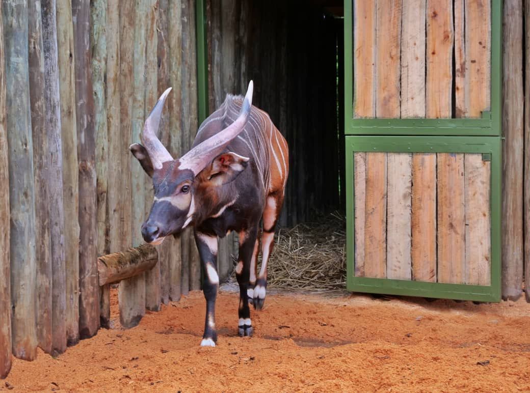 Berliner Zoo‑Star Kundu fliegt nach Afrika, um Art zu retten