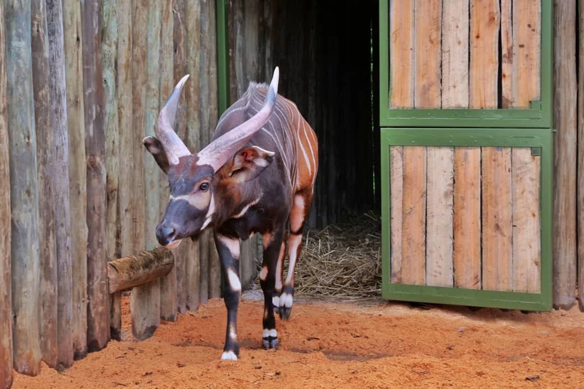 Bergbongo Kundu aus dem Berliner Zoo hat eine Weltreise nach Afrika gemacht.