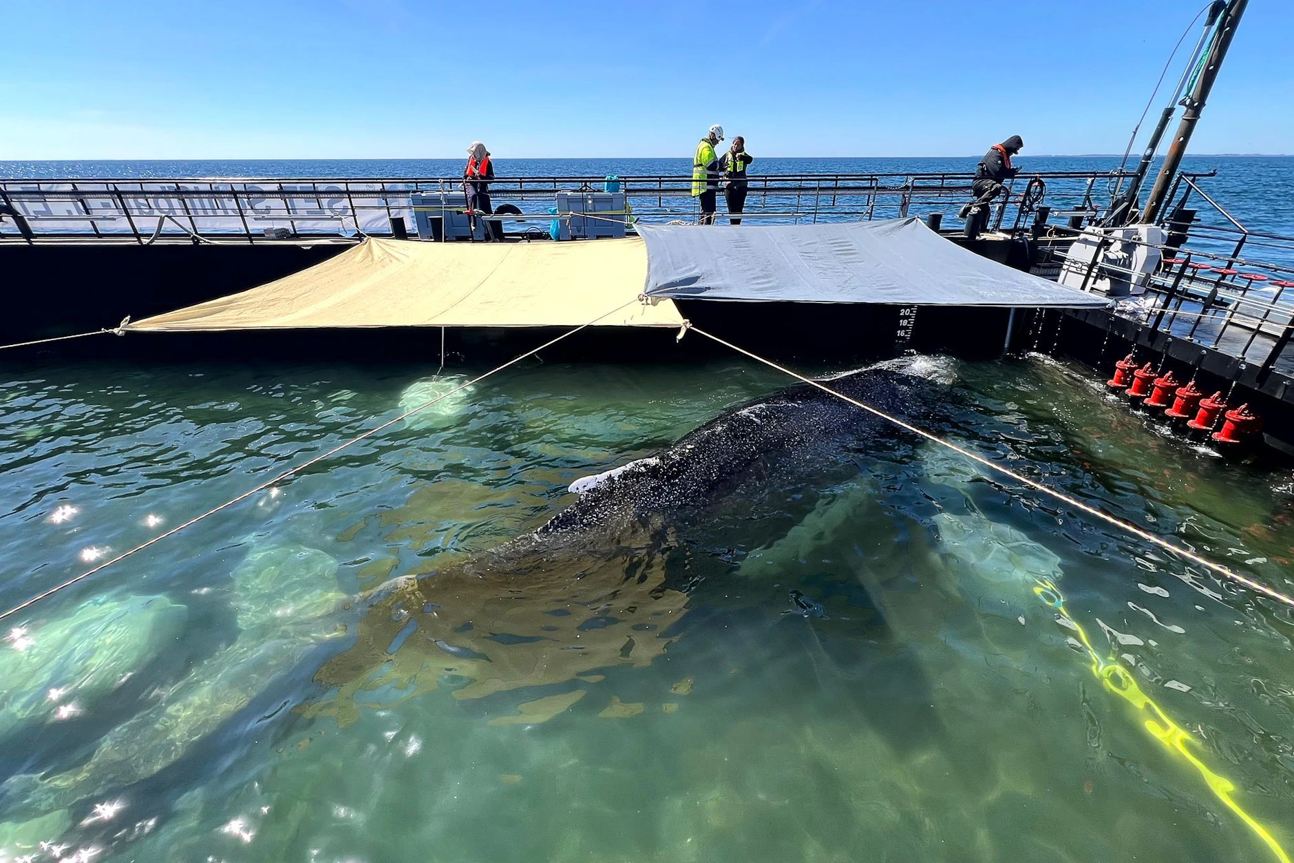 Dieses von der Rettungsinitiative zur Verfügung gestellte Foto zeigt den Buckelwal in einem gefluteten Lastschiff in der Ostsee.