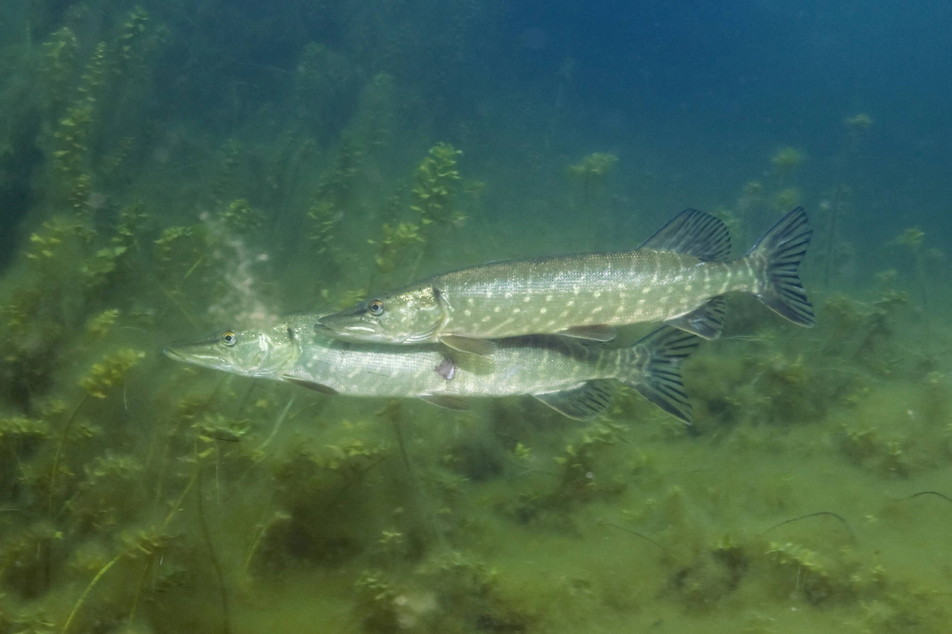 Der Hecht ist das Ziel der Berliner Angler ab 1. Mai. Er ist in den Gewässern der Hauptstadt weit verbreitet.