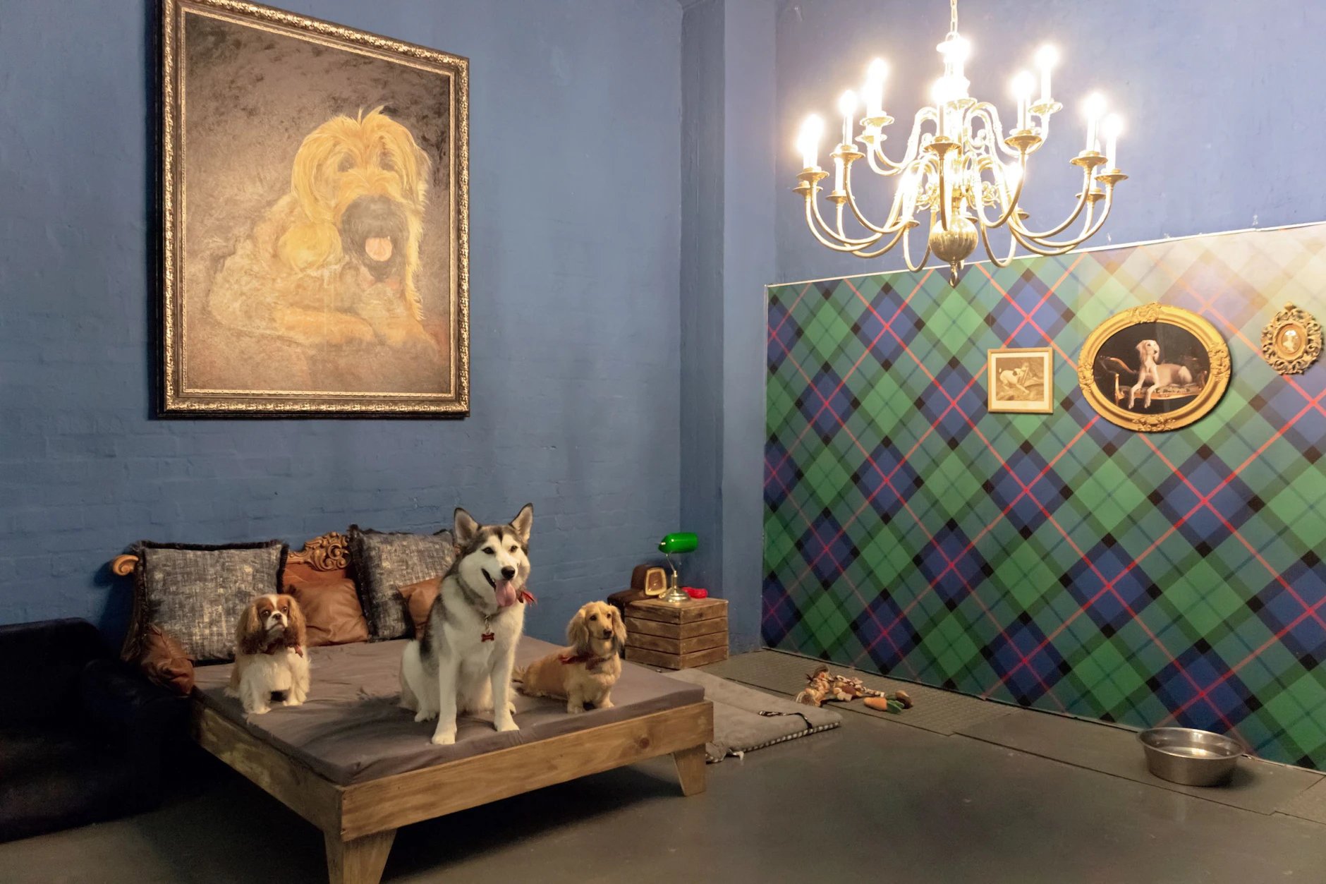 Ein Hundeleben: Dackel Ziggy (r) und seine Freunde sitzen in der blaugestrichenen Fritzidential Suite im Tierhotel AtFrits in Kapstadt auf dem Bett. F
