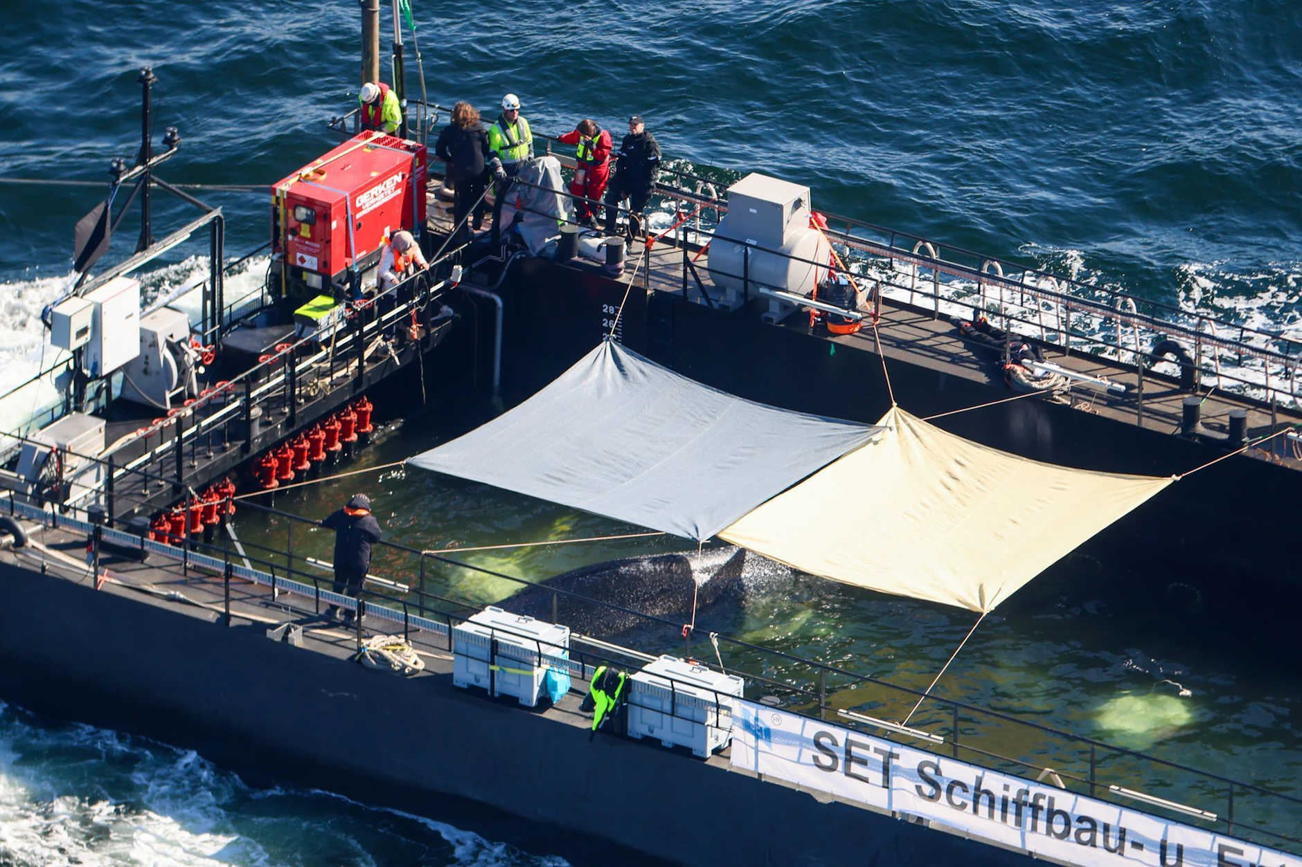 In einer Barge wurde Wal Timmy von der Ostsee in die Nordsee gebracht. Doch mit seiner Freilassung ist der Meeressäuger, der auch unter dem Namen Hope bekannt ist, noch lange nicht sicher.