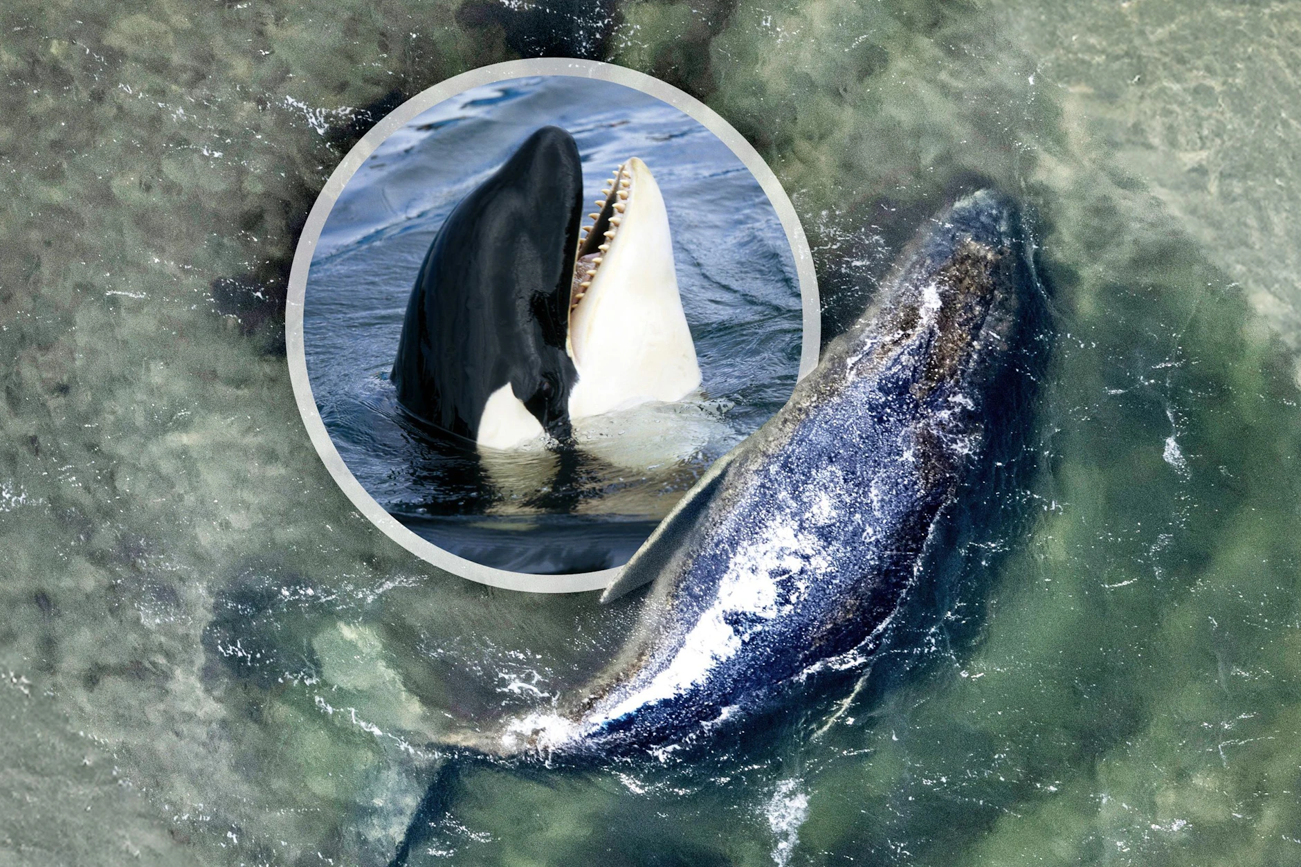 Wal Timmy lag über Wochen in einer frei gespülten Kuhle vor der Insel Poel. Im offenen Meer könnten für ihn nun Orcas zum Problem werden.