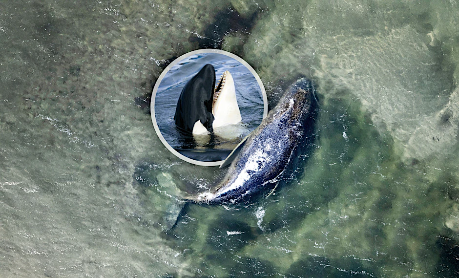 Wal Timmy lag über Wochen in einer frei gespülten Kuhle vor der Insel Poel. Im offenen Meer könnten für ihn nun Orcas zum Problem werden.