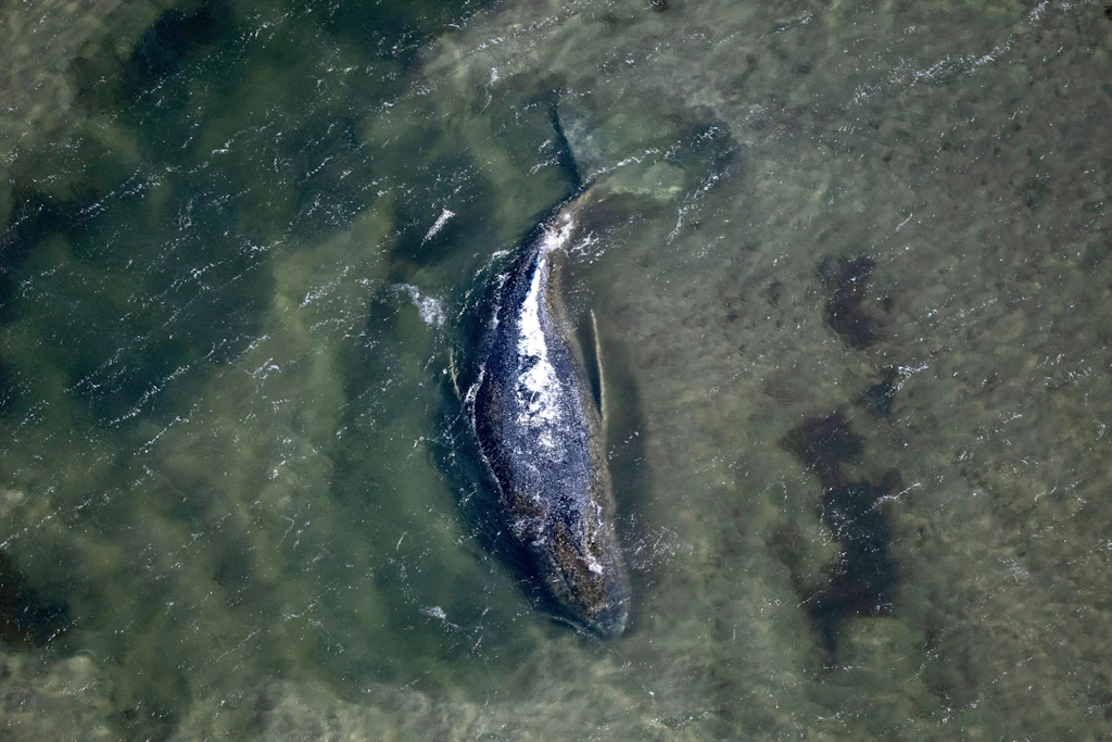 Buckelwal nach Freisetzung in Nordsee verschwunden – Peilsender liefert keine Position