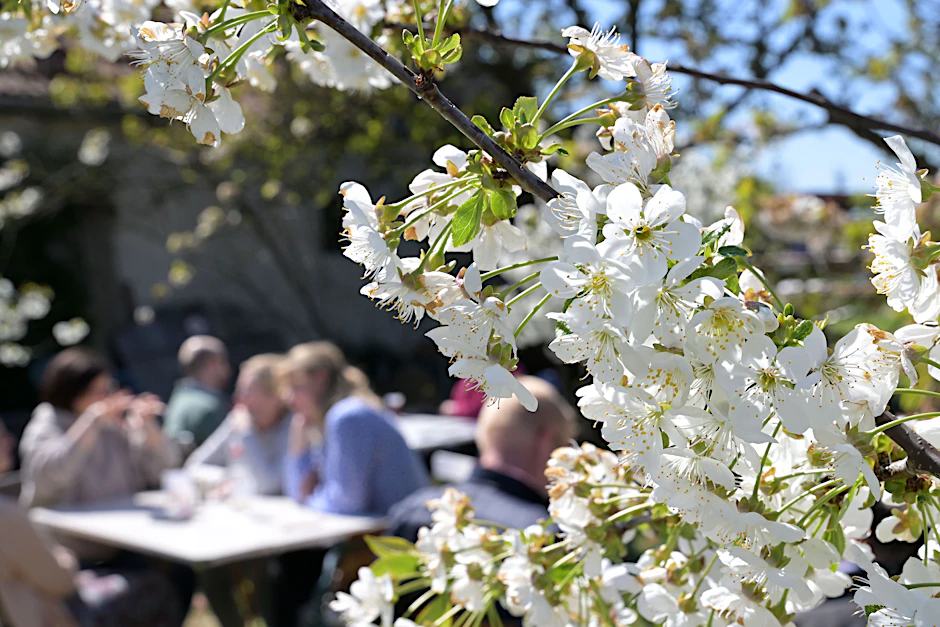 Inmitten von Kirschblüten haben sich beim 147. Baumblütenfest zahlreiche Gäste versammelt.